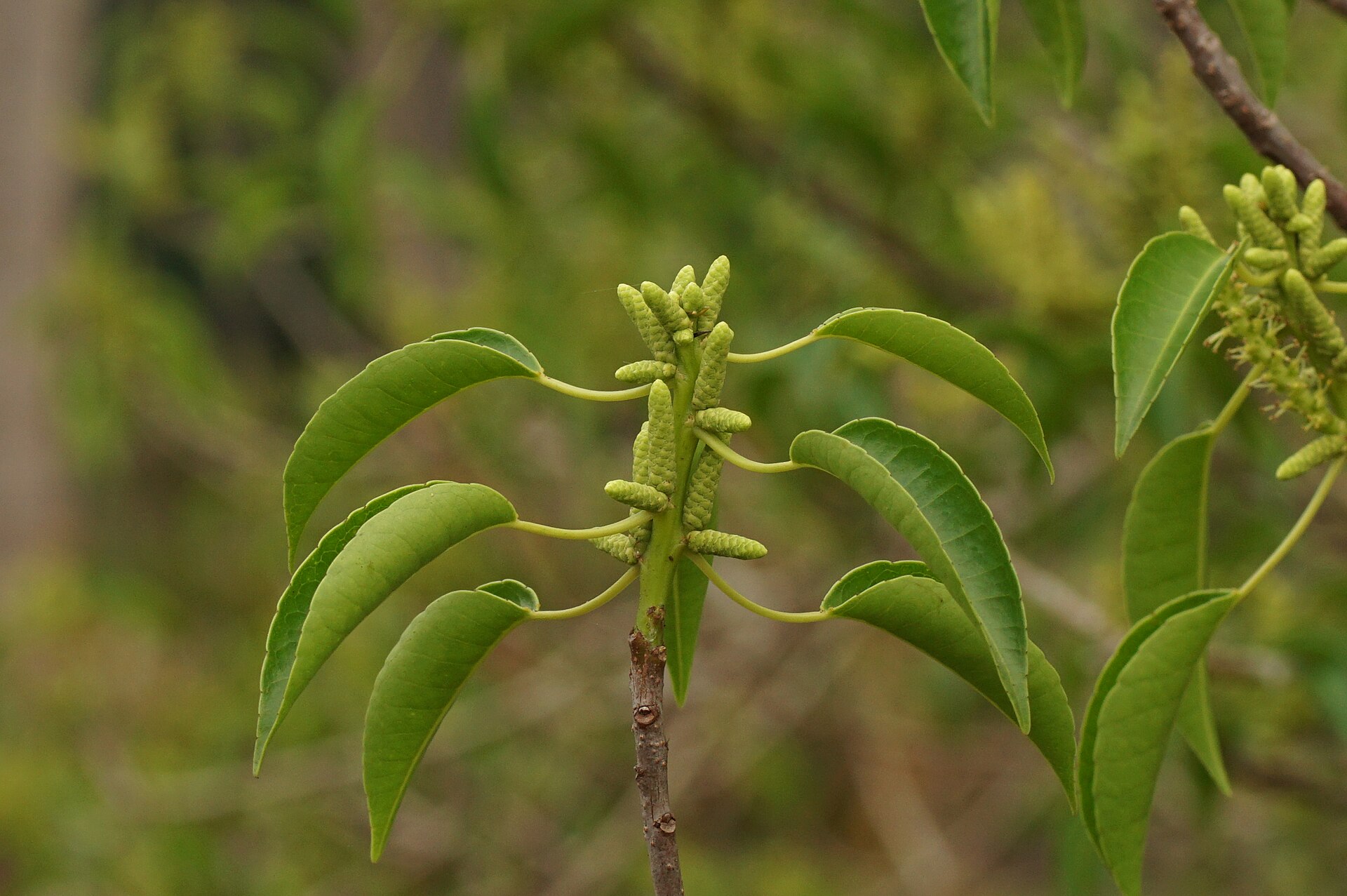Imagem de referência de Excoecaria, descrito nos dados abertos como género de plantas