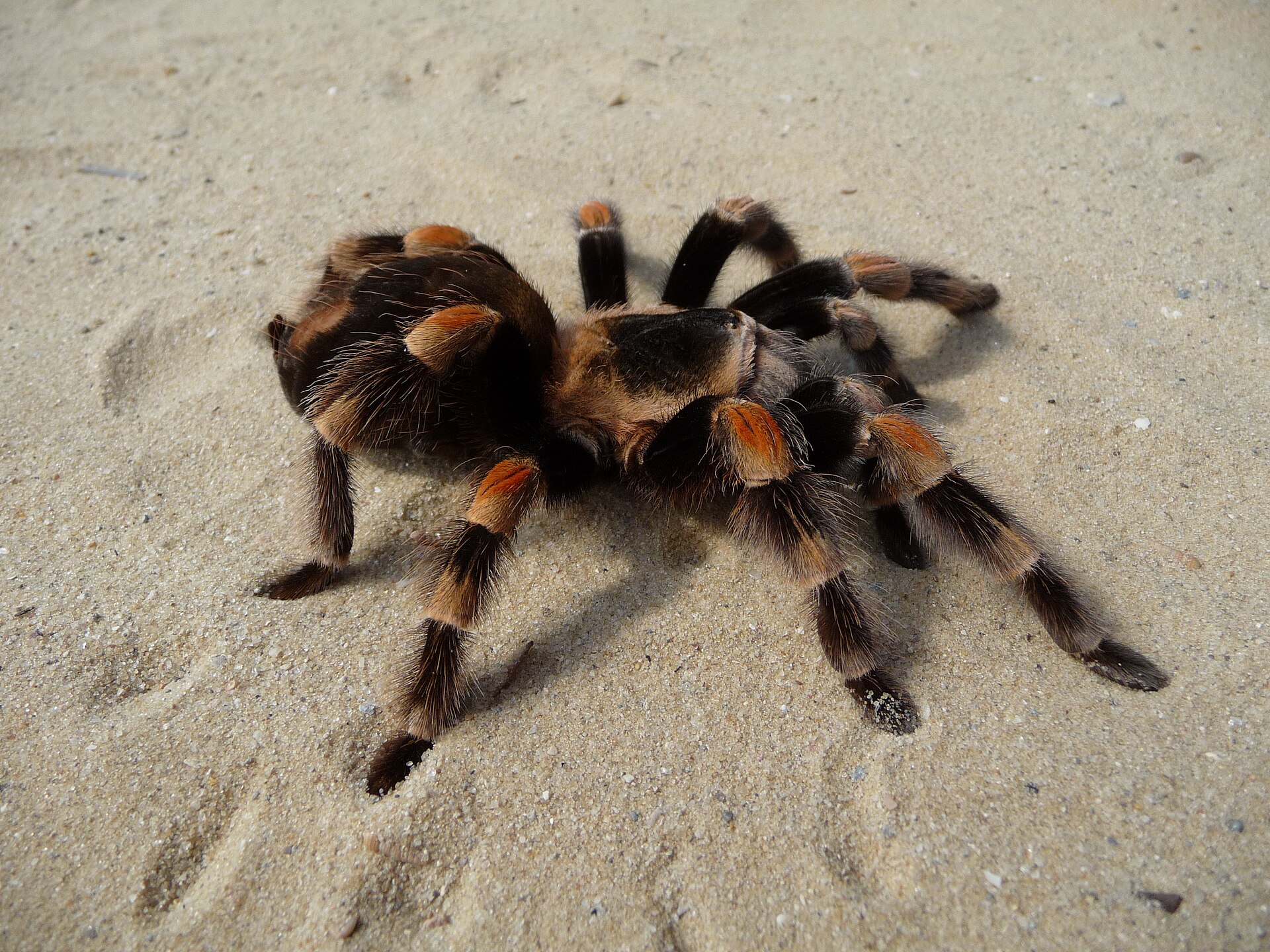 Imagem de referência relacionada a Brachypelma auratum, item descrito como espécie de aracnídeo