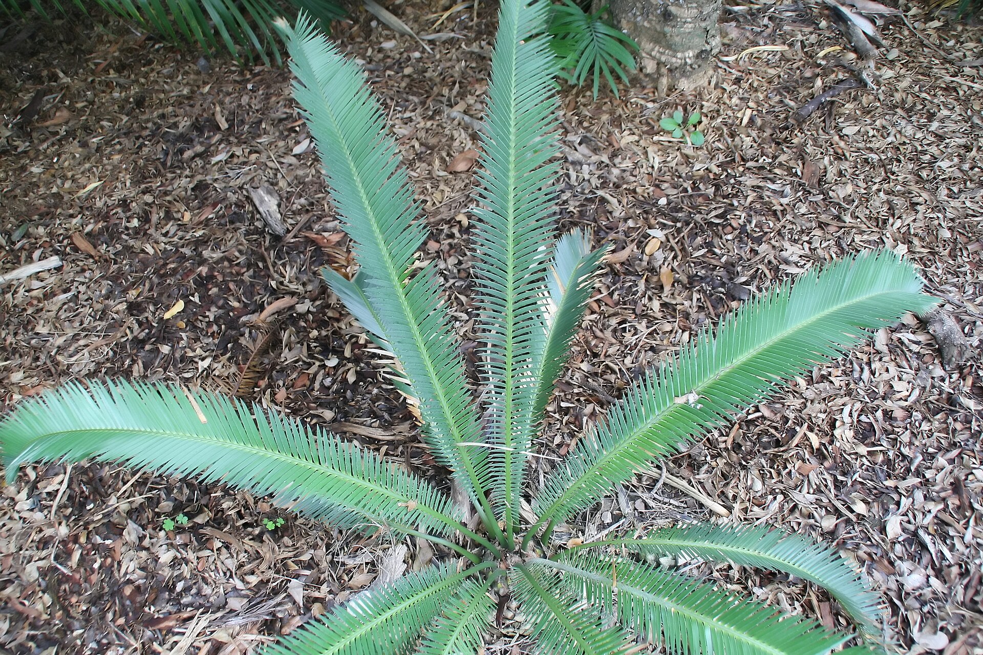 Imagem de referência relacionada a Zamiaceae, item descrito como família de cicas