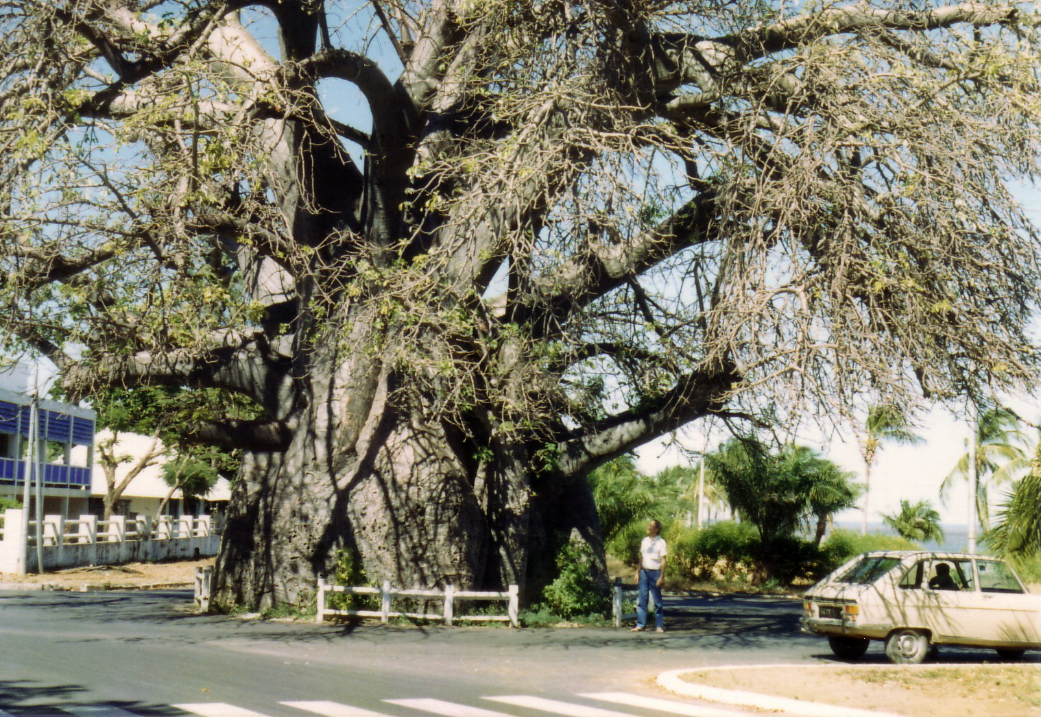 Imagem de referência relacionada a Adansonia madagascariensis, item descrito como espécie de planta