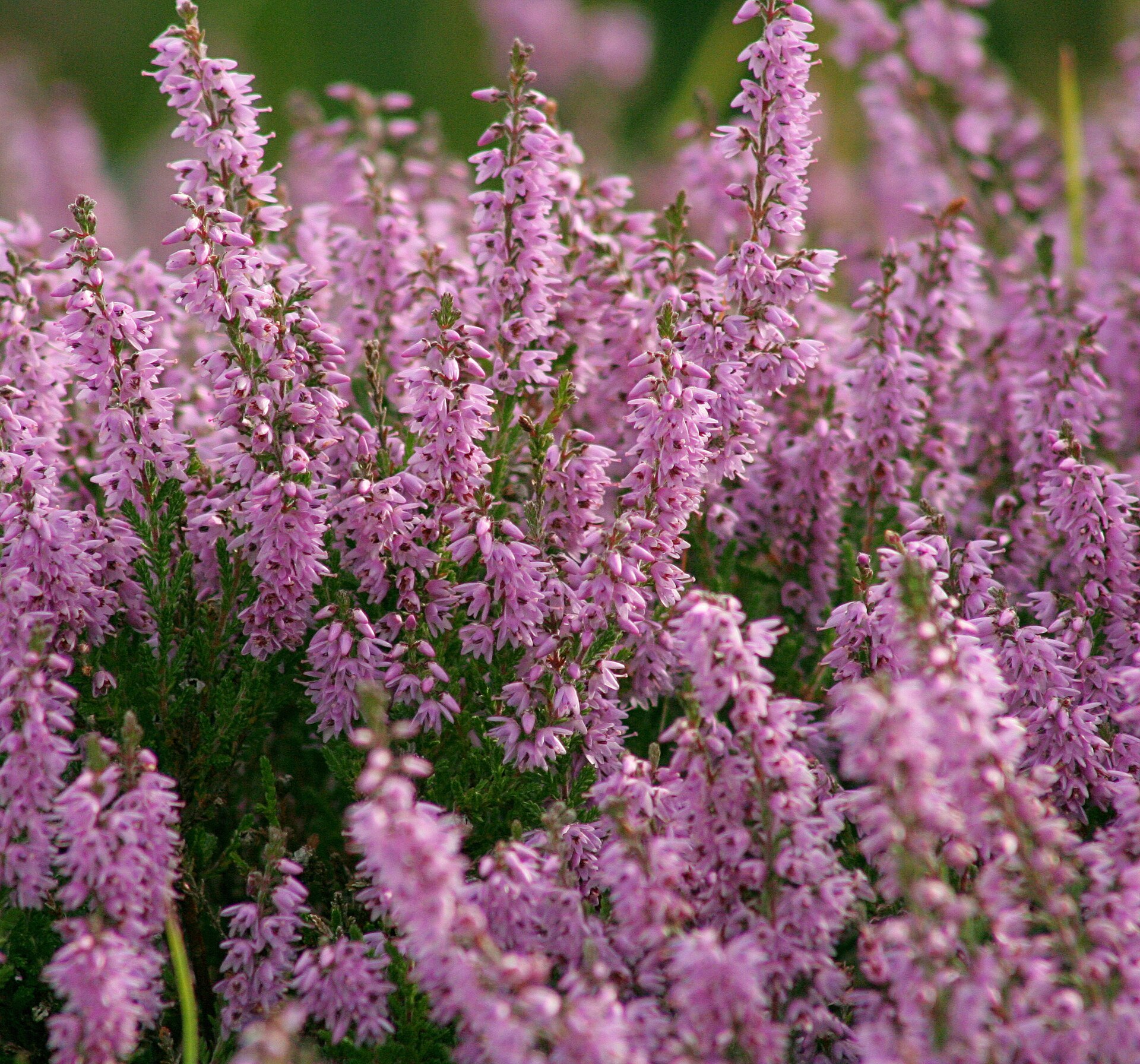 Imagem de referência de Calluna vulgaris, descrito nos dados abertos como género de plantas