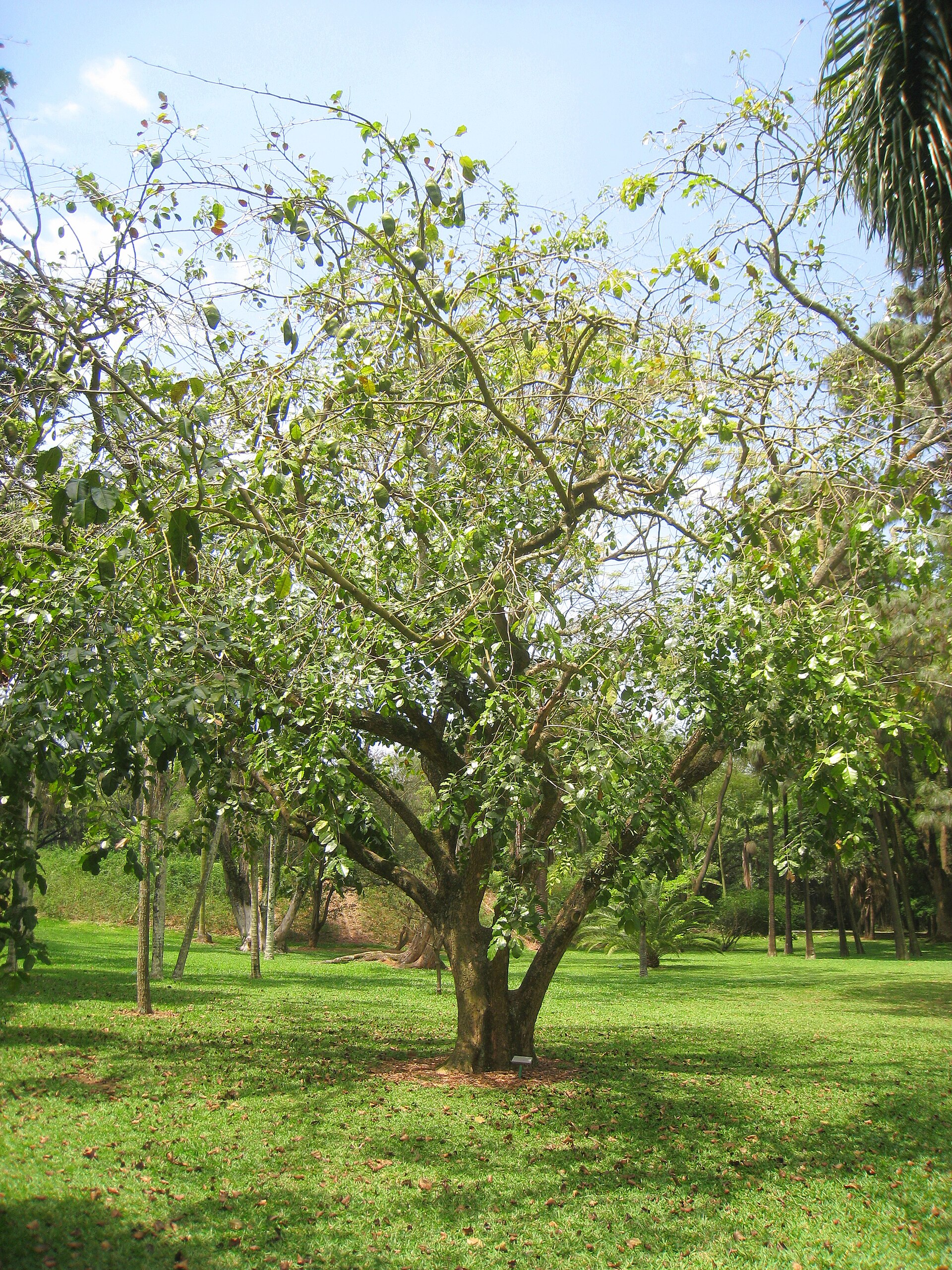 Imagem de referência relacionada a Swartzia, item descrito como género de plantas