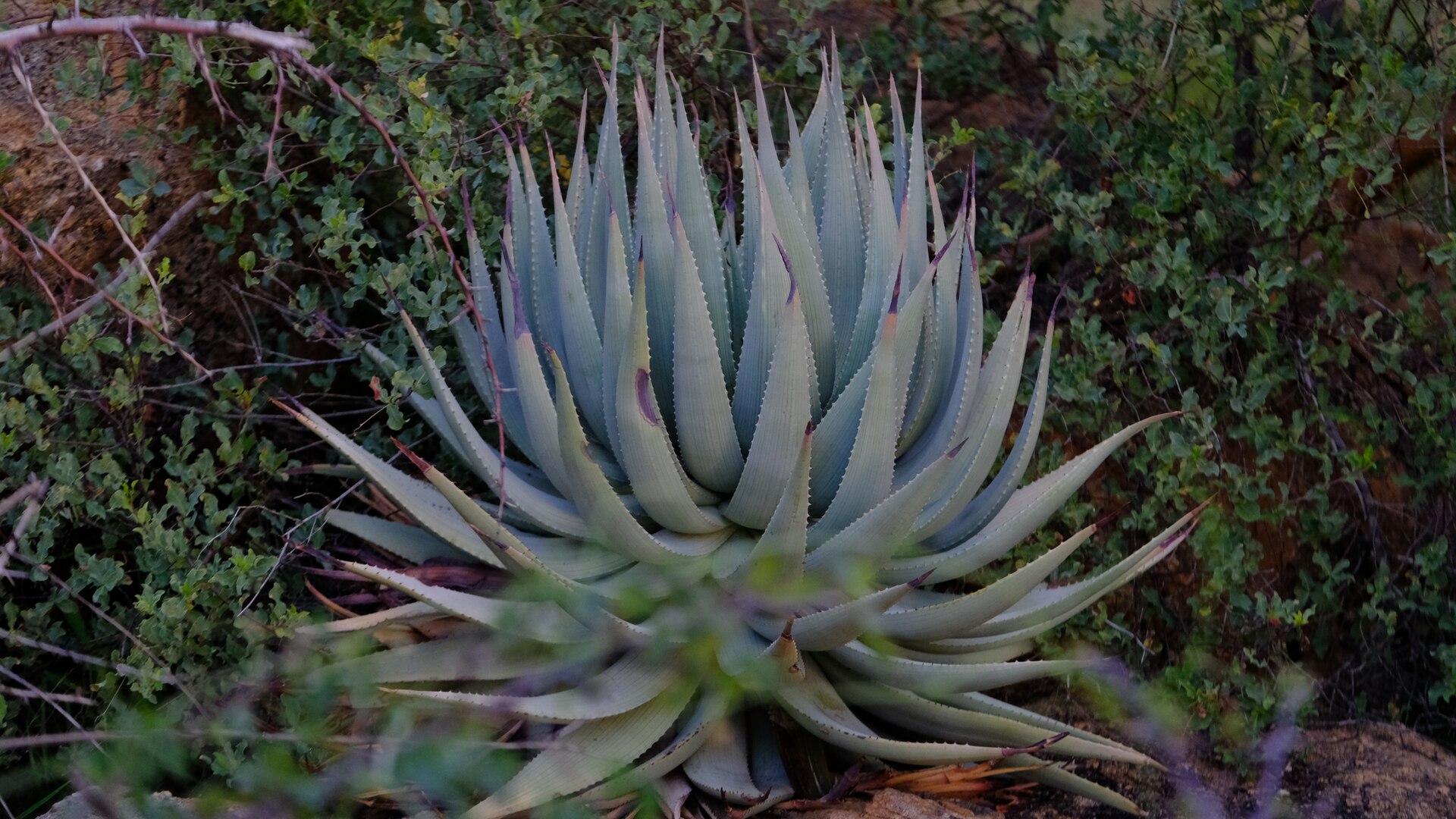 Imagem de referência relacionada a Aloe viridiflora, item descrito como espécie de planta