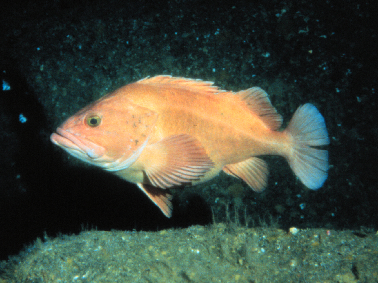Imagem de referência de Sebastes, descrito nos dados abertos como género de peixes