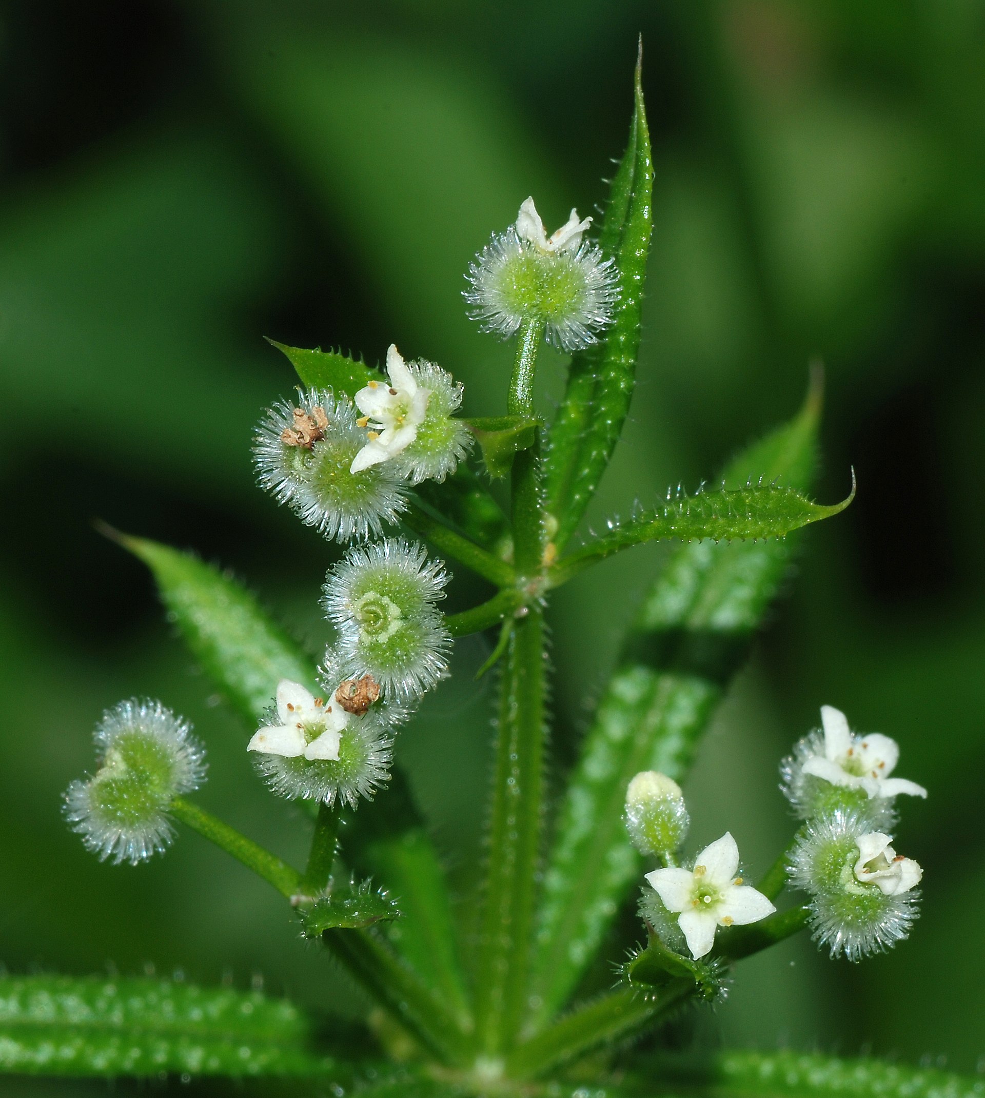 Imagem de referência relacionada a Galium, item descrito como género de plantas