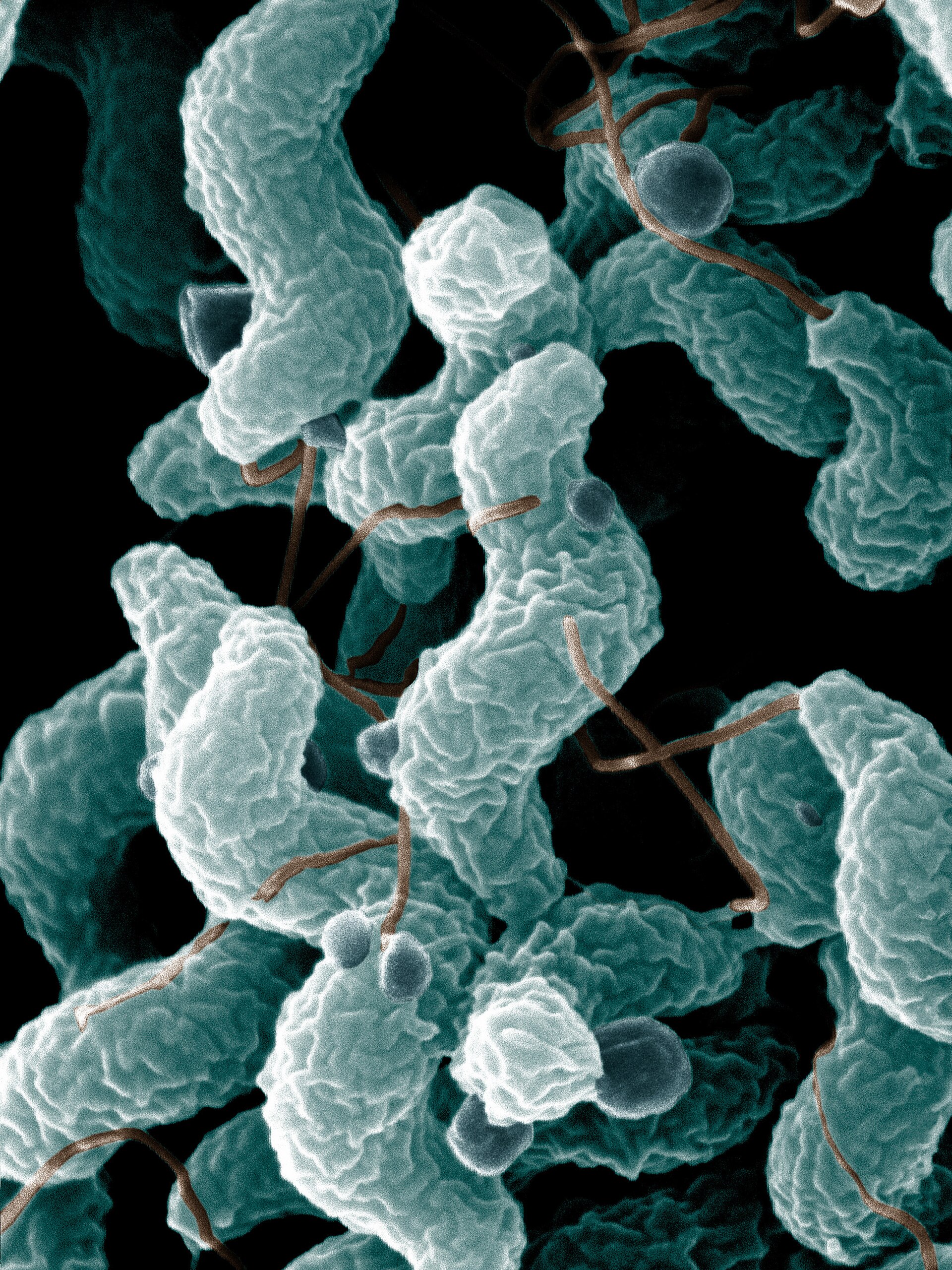 Imagem de referência relacionada a Campylobacterales, item descrito como registro de referência sobre Campylobacterales, organizado a partir de dados estruturados abertos