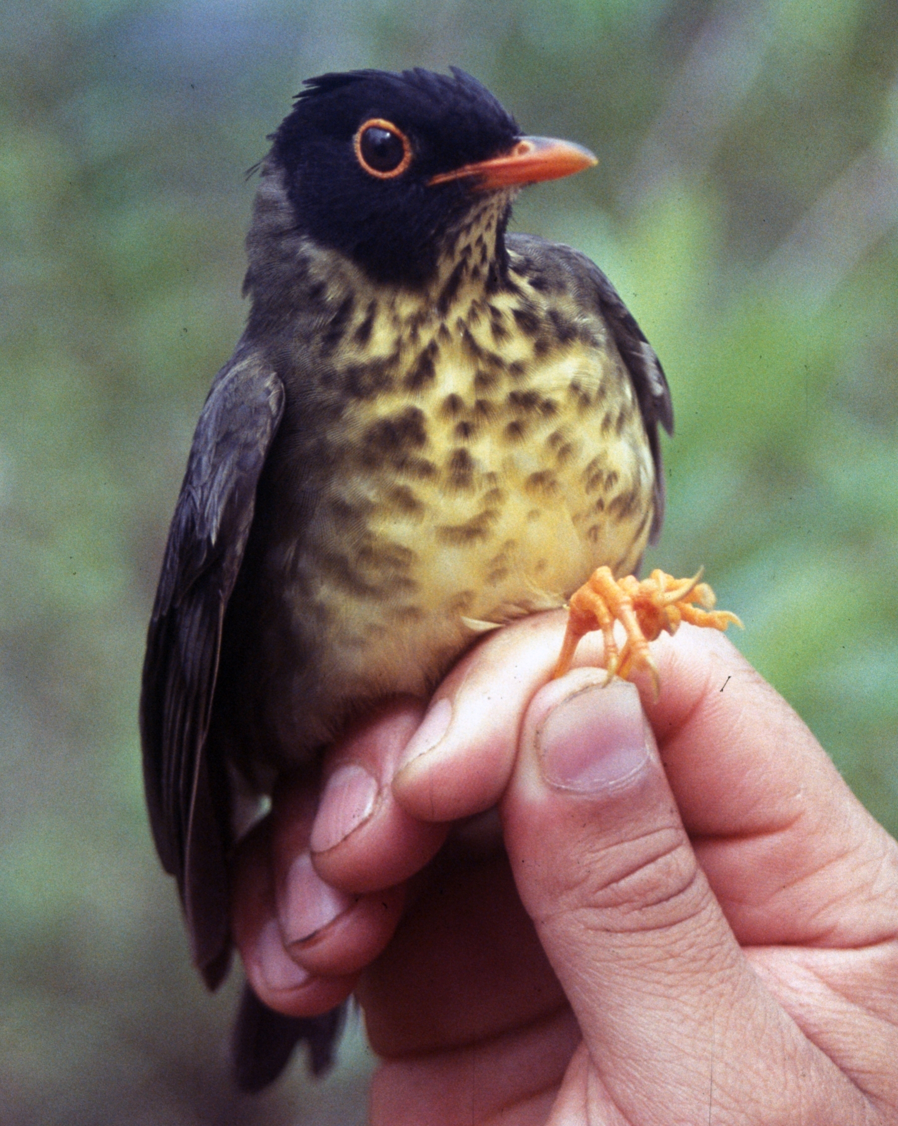 Imagem de referência de Catharus dryas, descrito nos dados abertos como espécie de ave