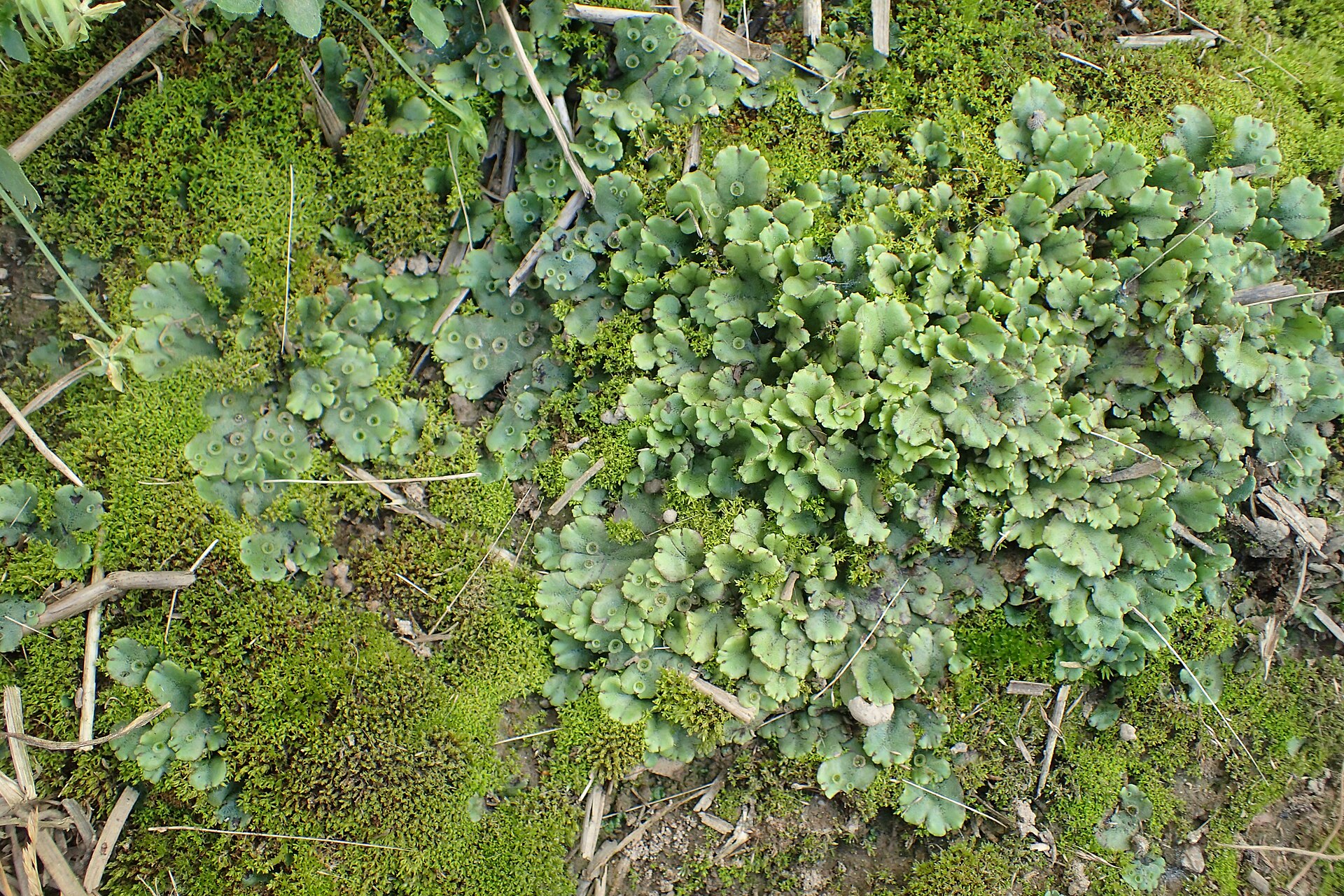 Imagem de referência de Marchantia, descrito nos dados abertos como género de plantas