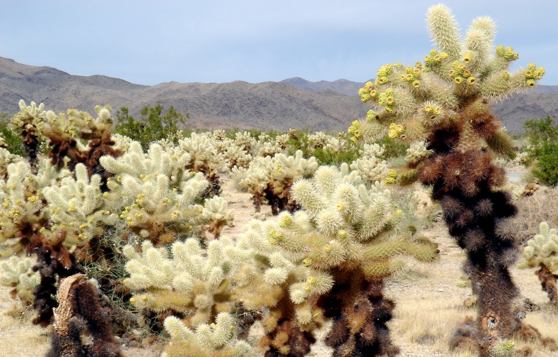 Imagem de referência relacionada a Cylindropuntia, item descrito como género de plantas