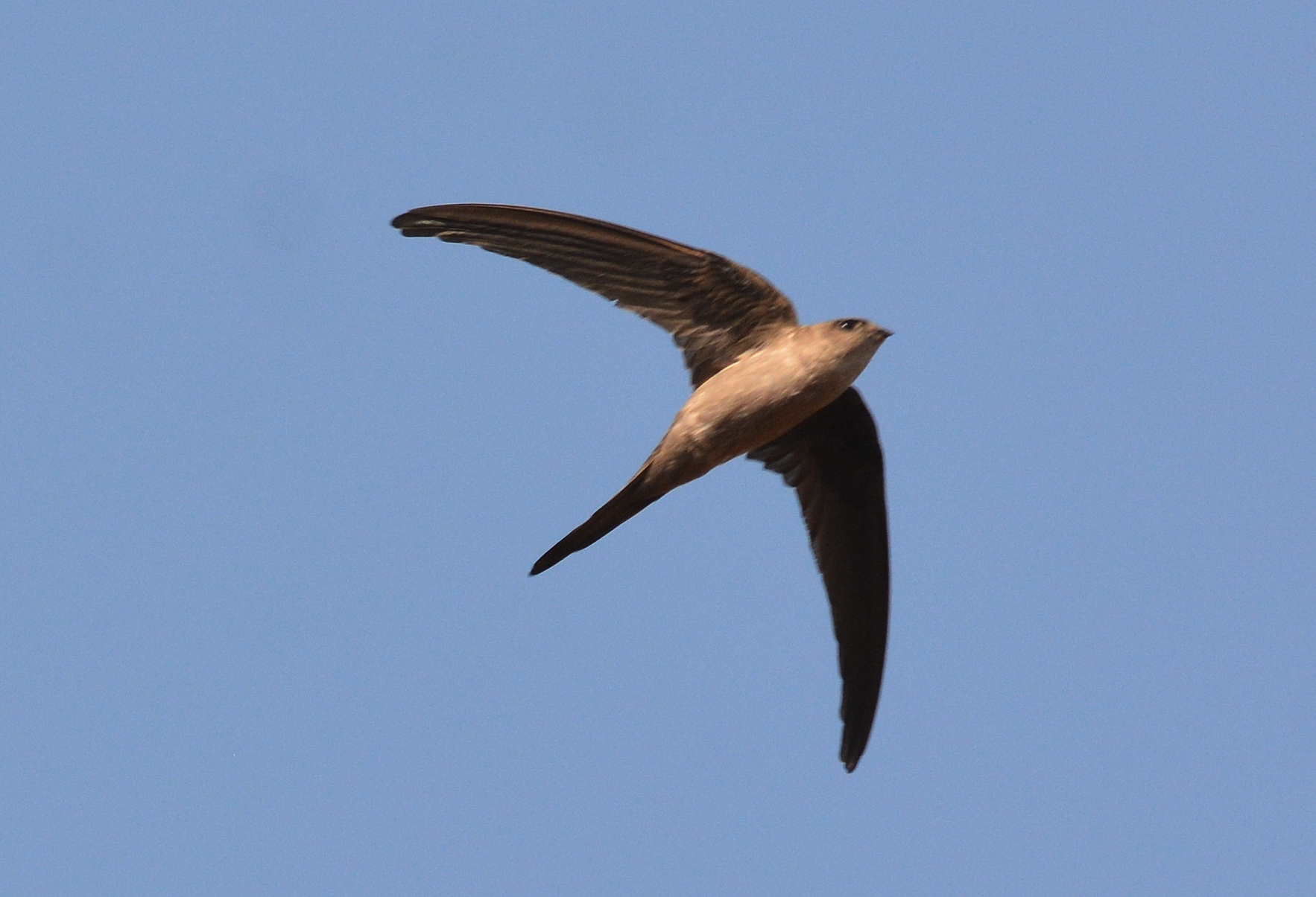 Imagem de referência relacionada a Cypsiurus balasiensis, item descrito como espécies de aves