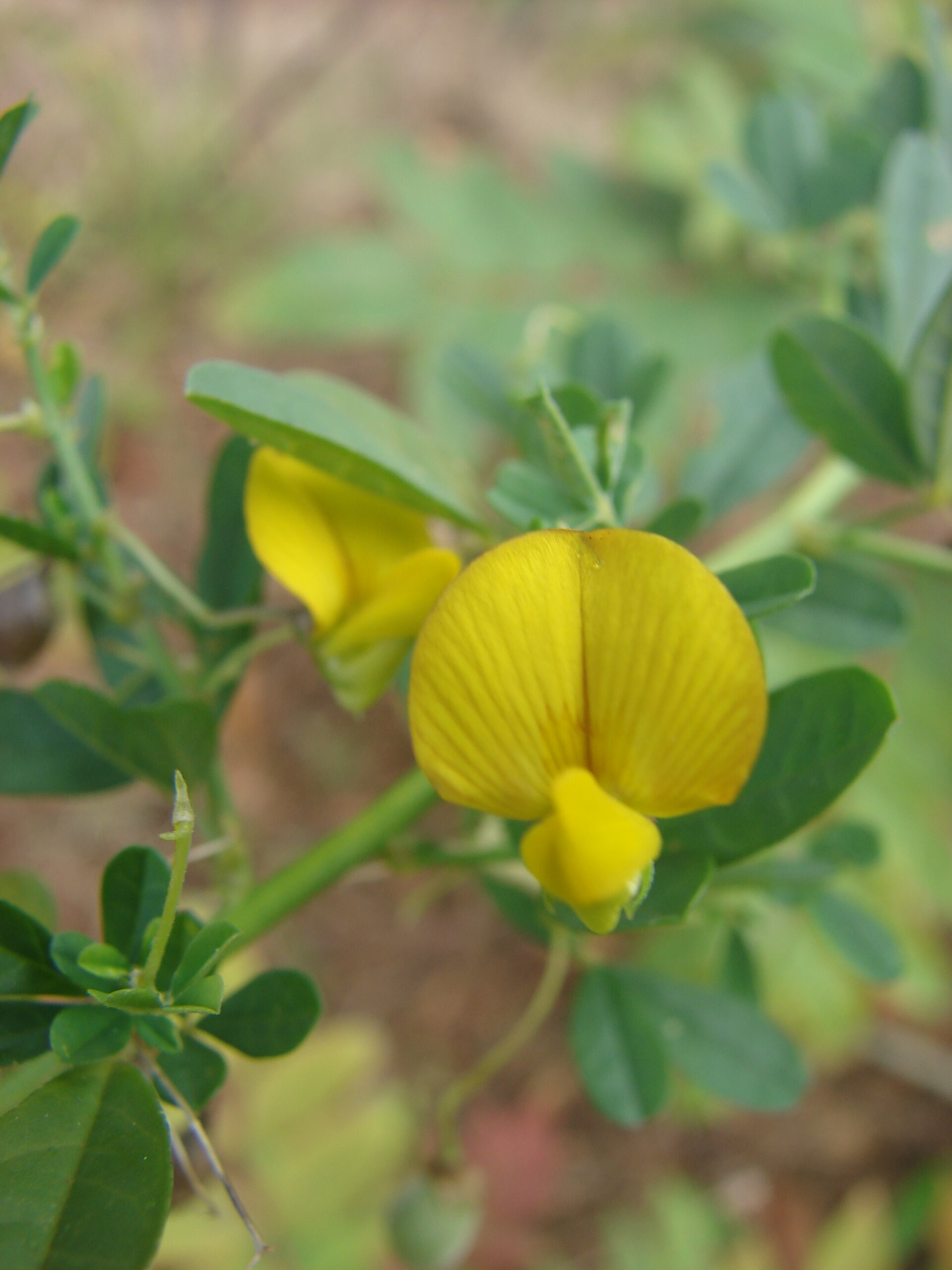Imagem de referência de Crotalaria, descrito nos dados abertos como género de plantas