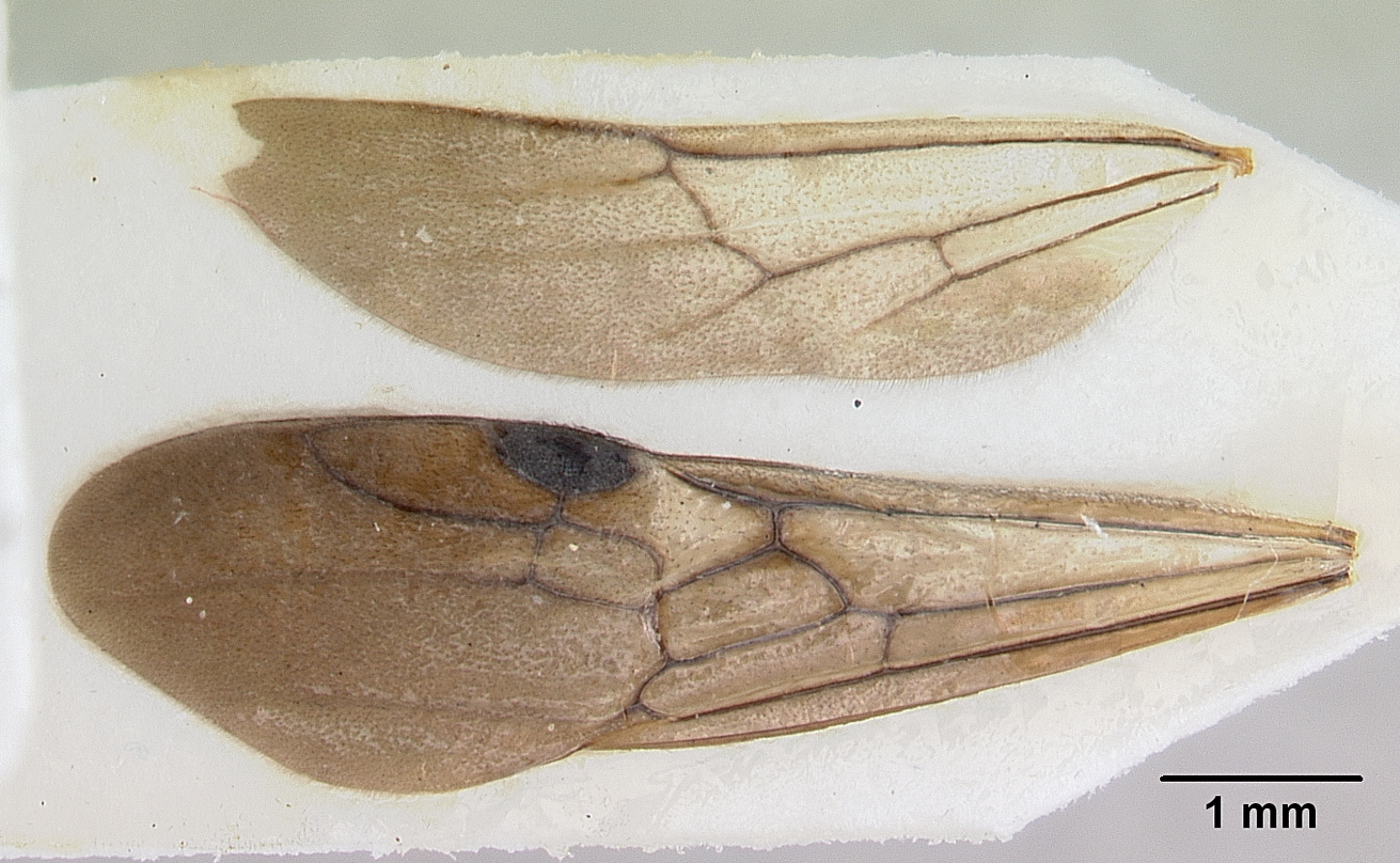 Imagem de referência relacionada a Cylindromyrmex boliviae, item descrito como espécie de inseto