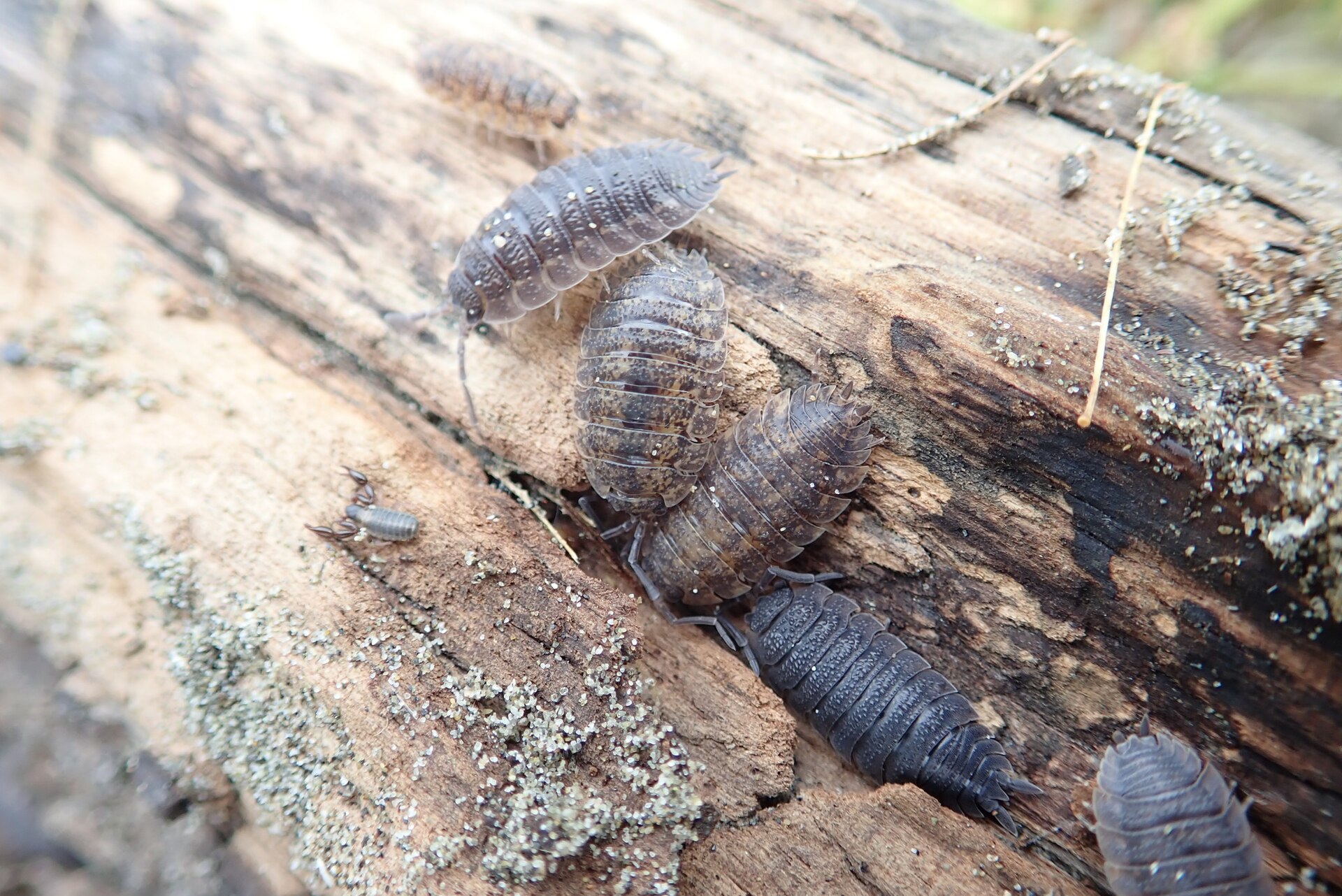 Imagem de referência relacionada a Porcellio scaber, item descrito como registro de referência sobre Porcellio scaber, organizado a partir de dados estruturados abertos