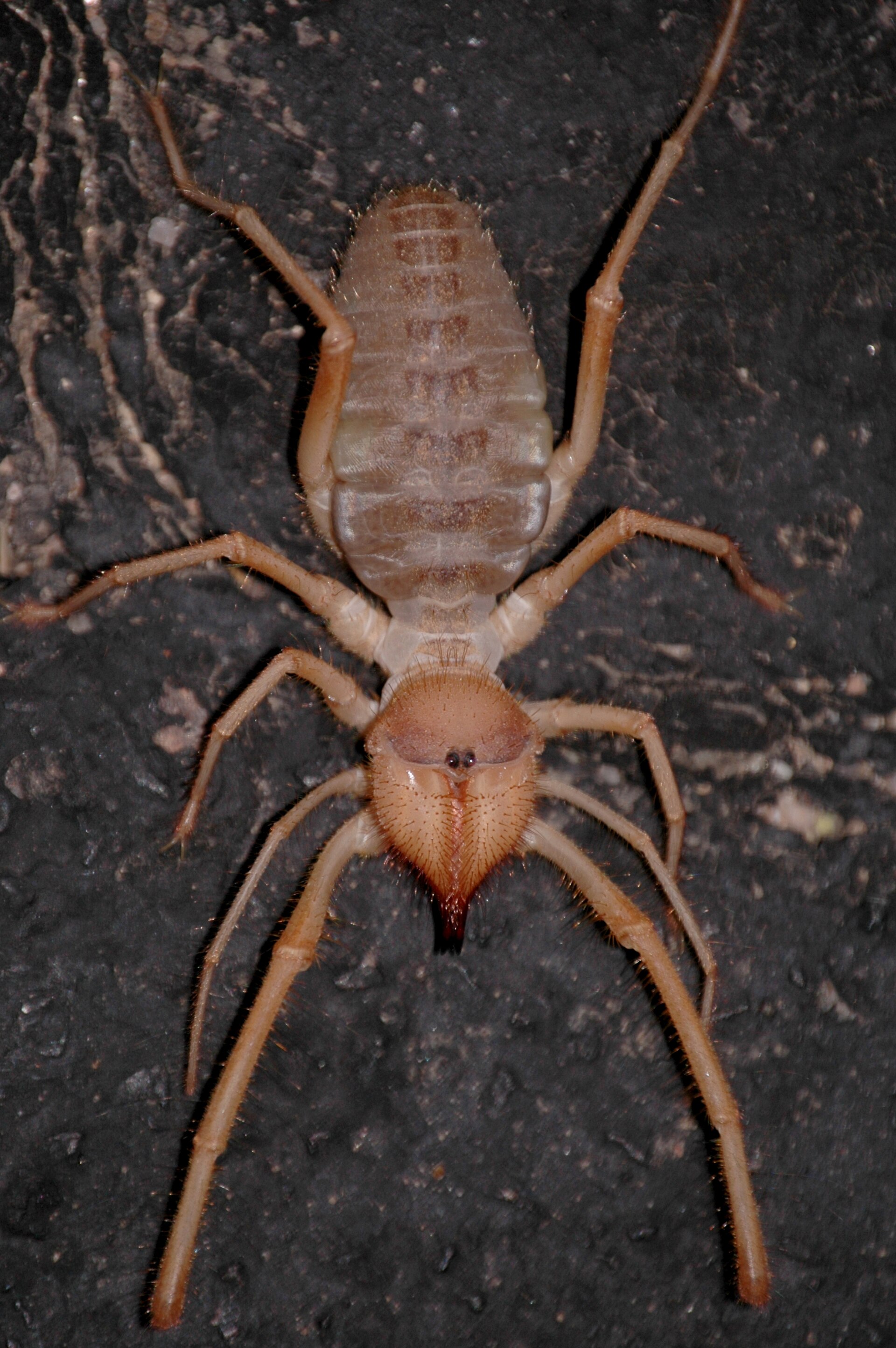 Imagem de referência relacionada a Solifugae, item descrito como invertebrados da classe Arachnida