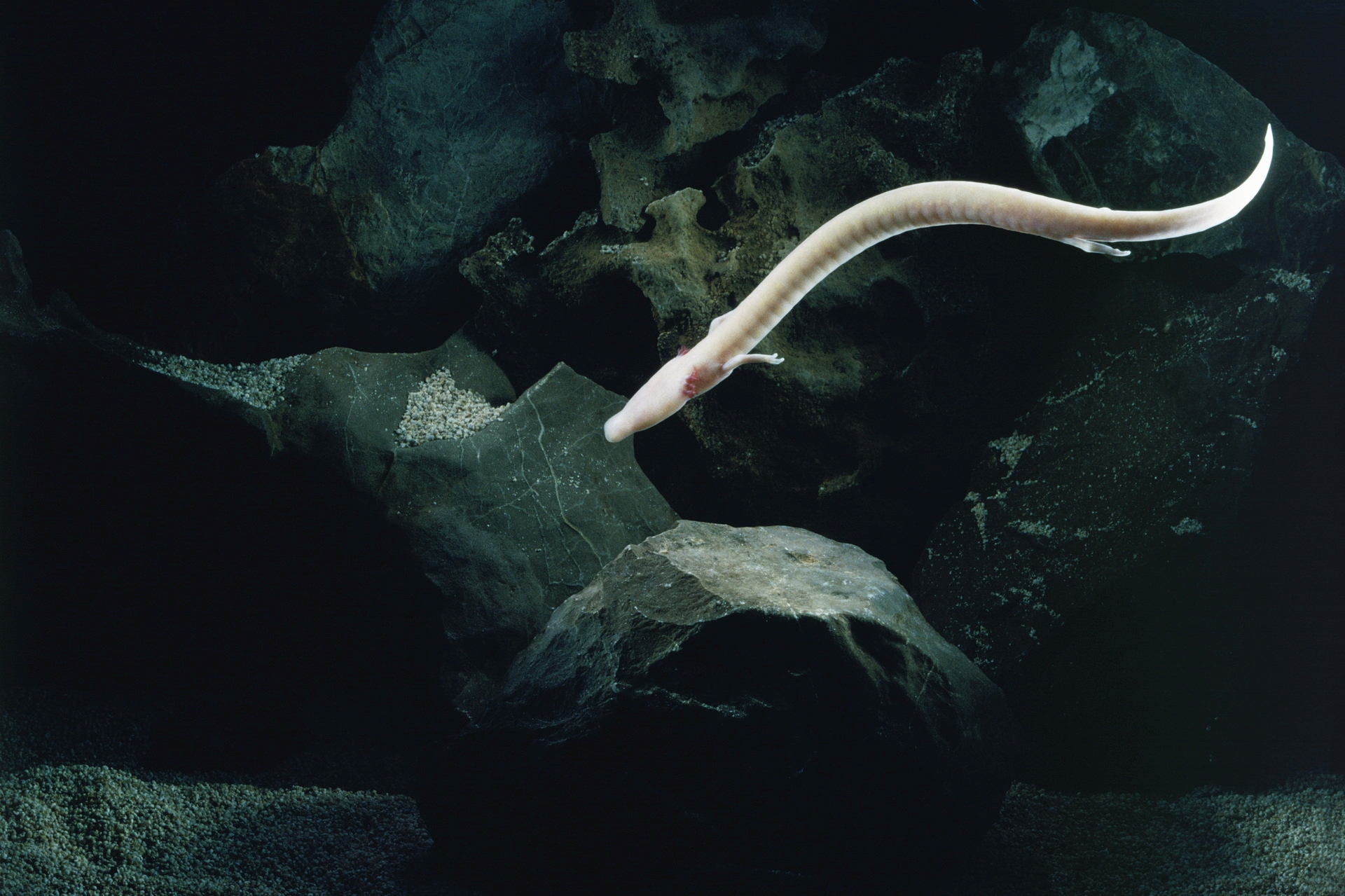 Imagem de referência de Proteus anguinus, descrito nos dados abertos como espécie de anfíbio