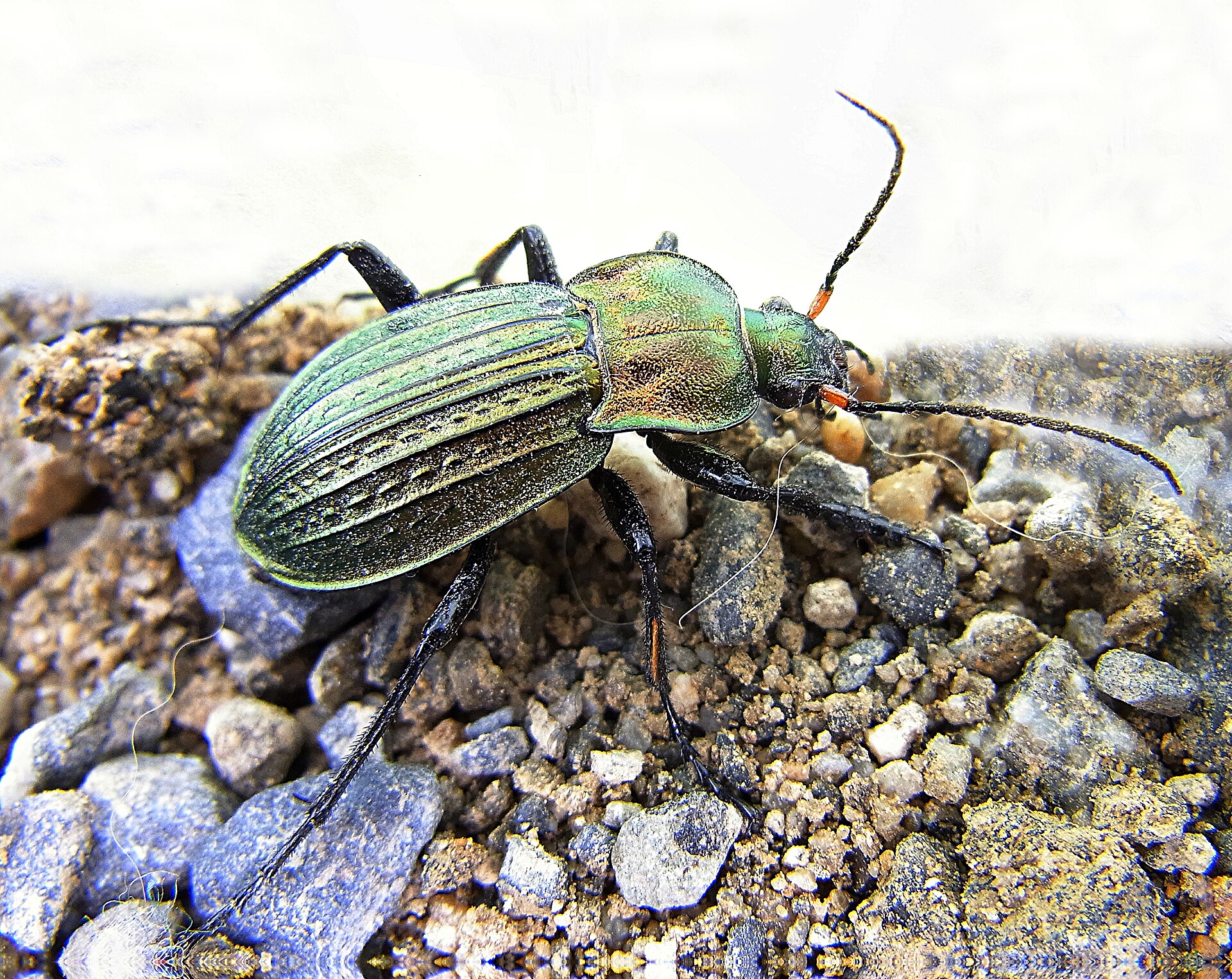 Imagem de referência de Carabus cancellatus, descrito nos dados abertos como espécie de inseto
