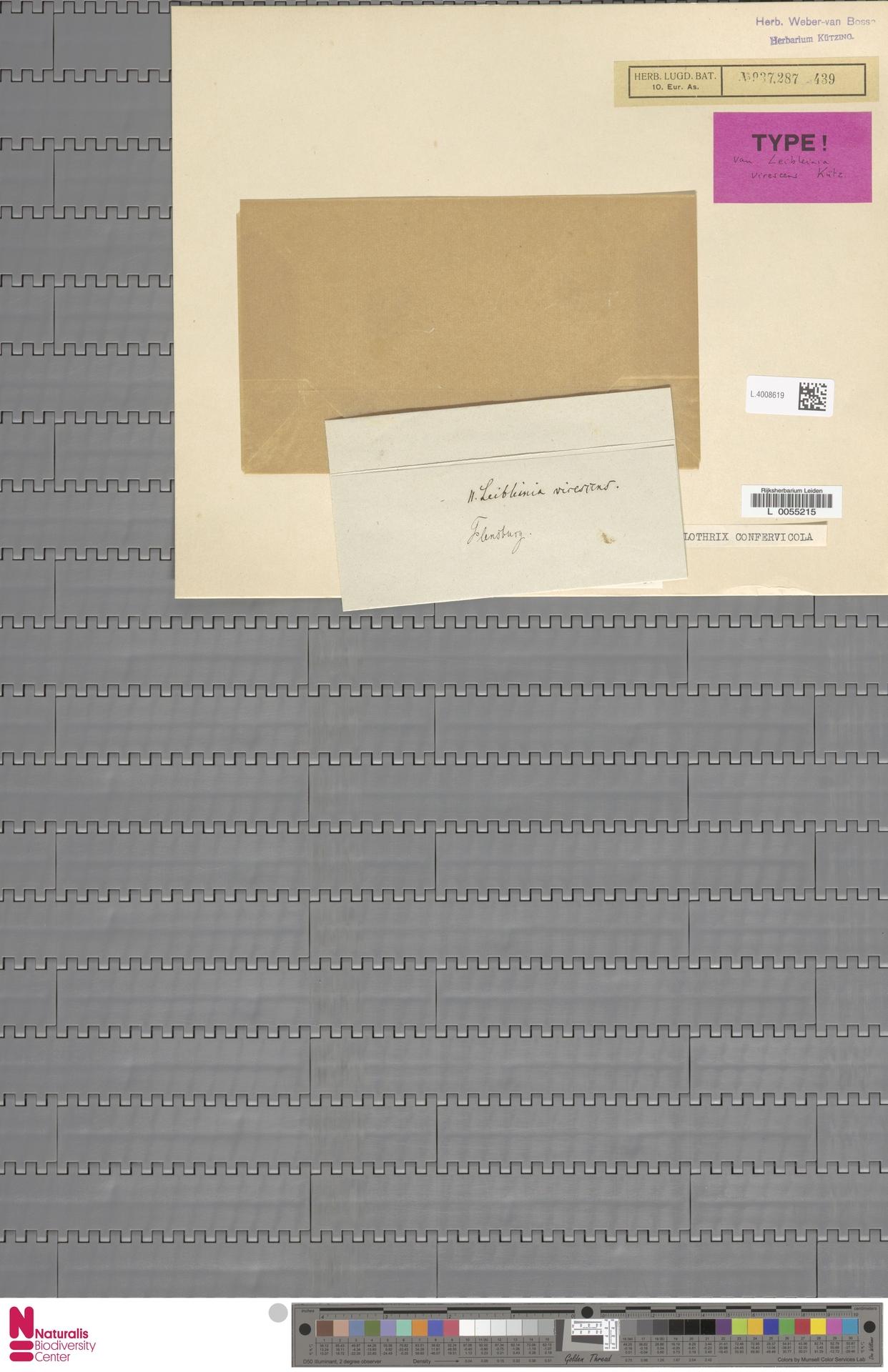 Imagem de referência relacionada a Calothrix, item descrito como registro de referência sobre Calothrix, organizado a partir de dados estruturados abertos