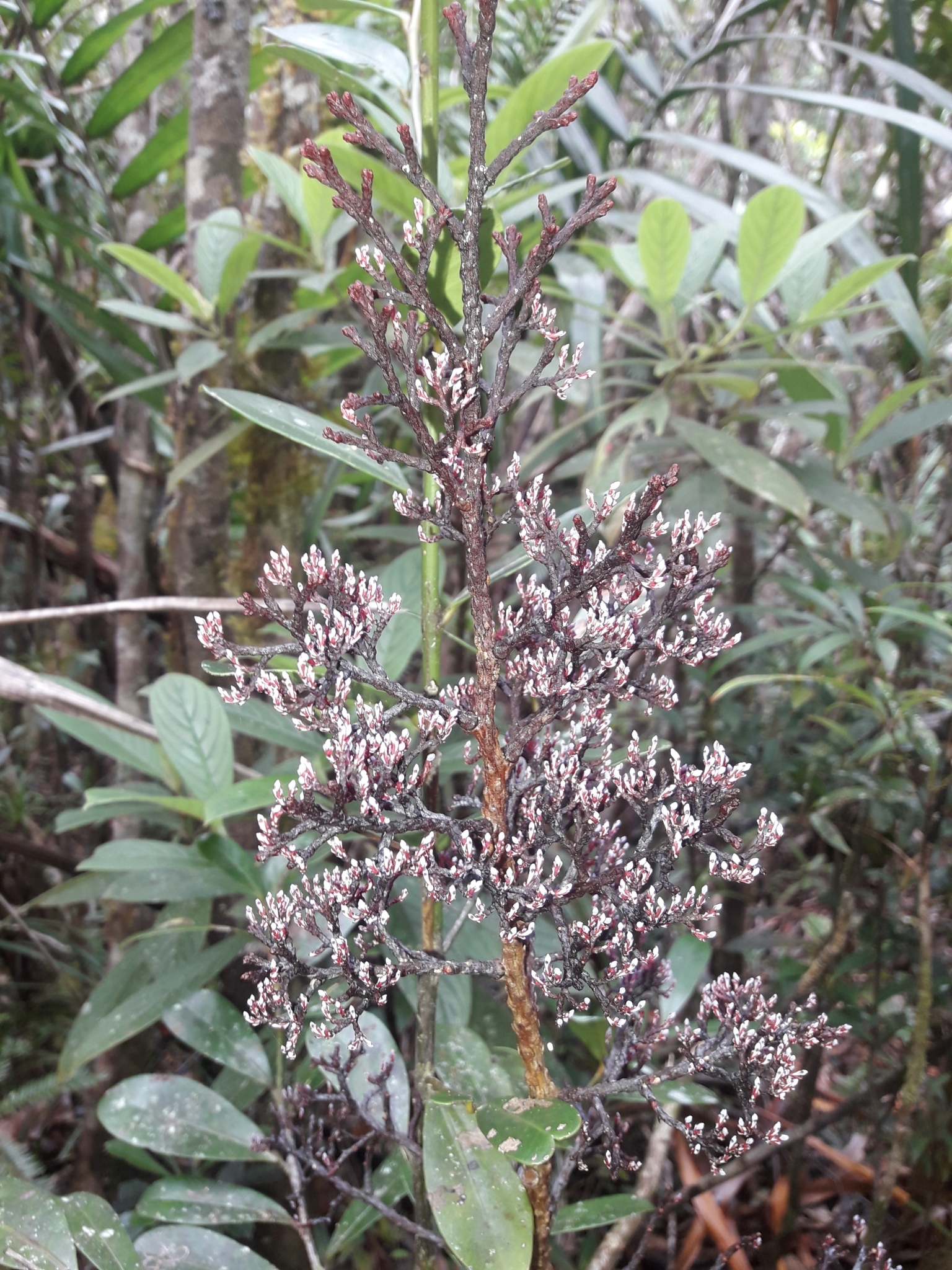 Imagem de referência relacionada a Parasitaxus ustus, item descrito como espécie de planta