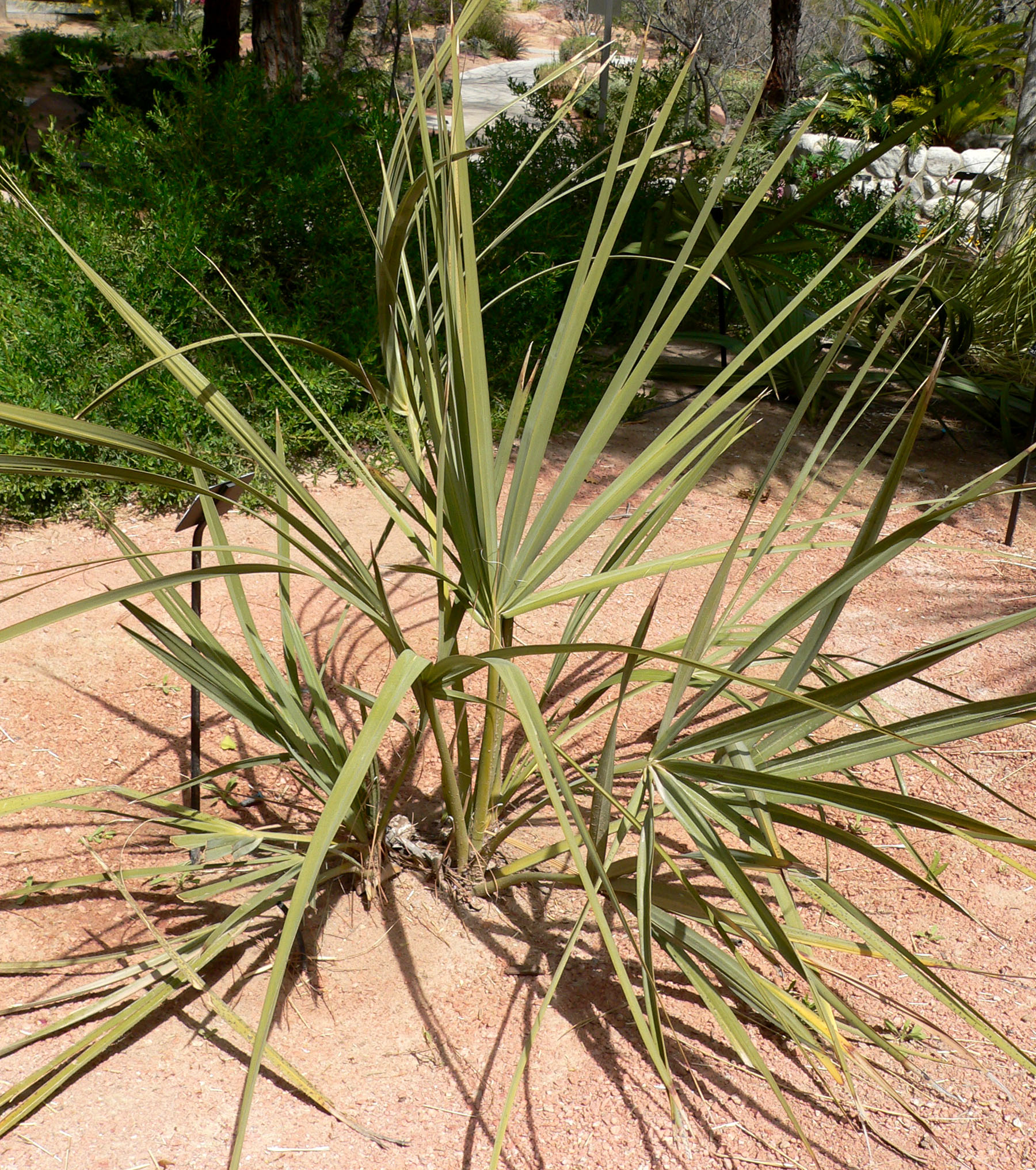 Imagem de referência relacionada a Nannorrhops, item descrito como espécie de planta