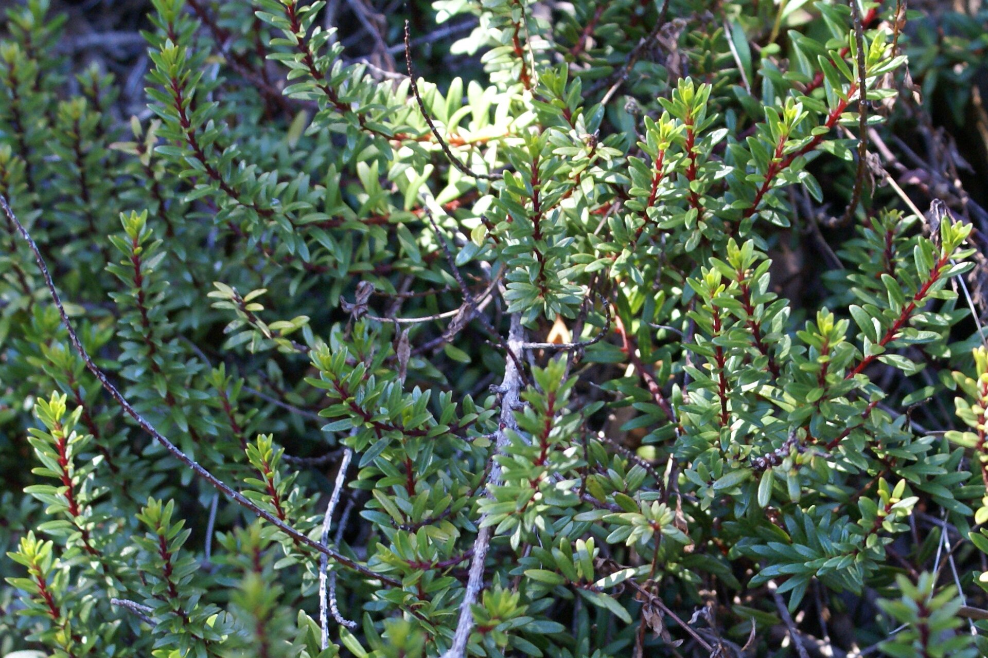 Imagem de referência de Embelia, descrito nos dados abertos como género de plantas