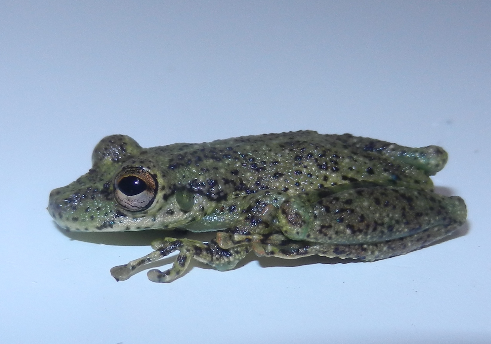 Imagem de referência relacionada a Scinax funereus, item descrito como espécie de anfíbio