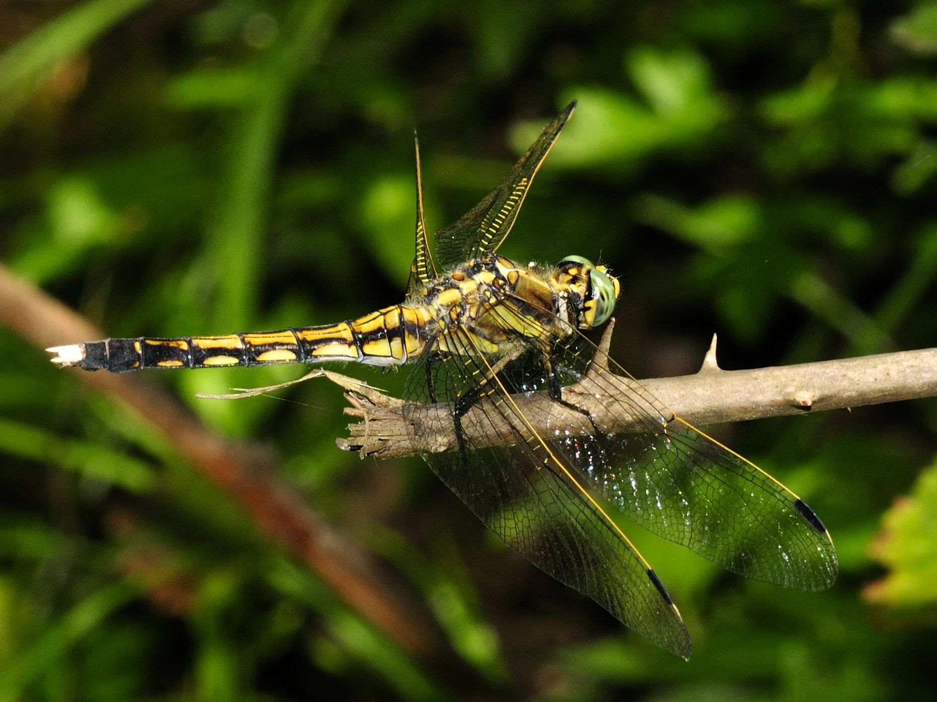 Imagem de referência relacionada a Orthetrum albistylum, item descrito como espécie de inseto