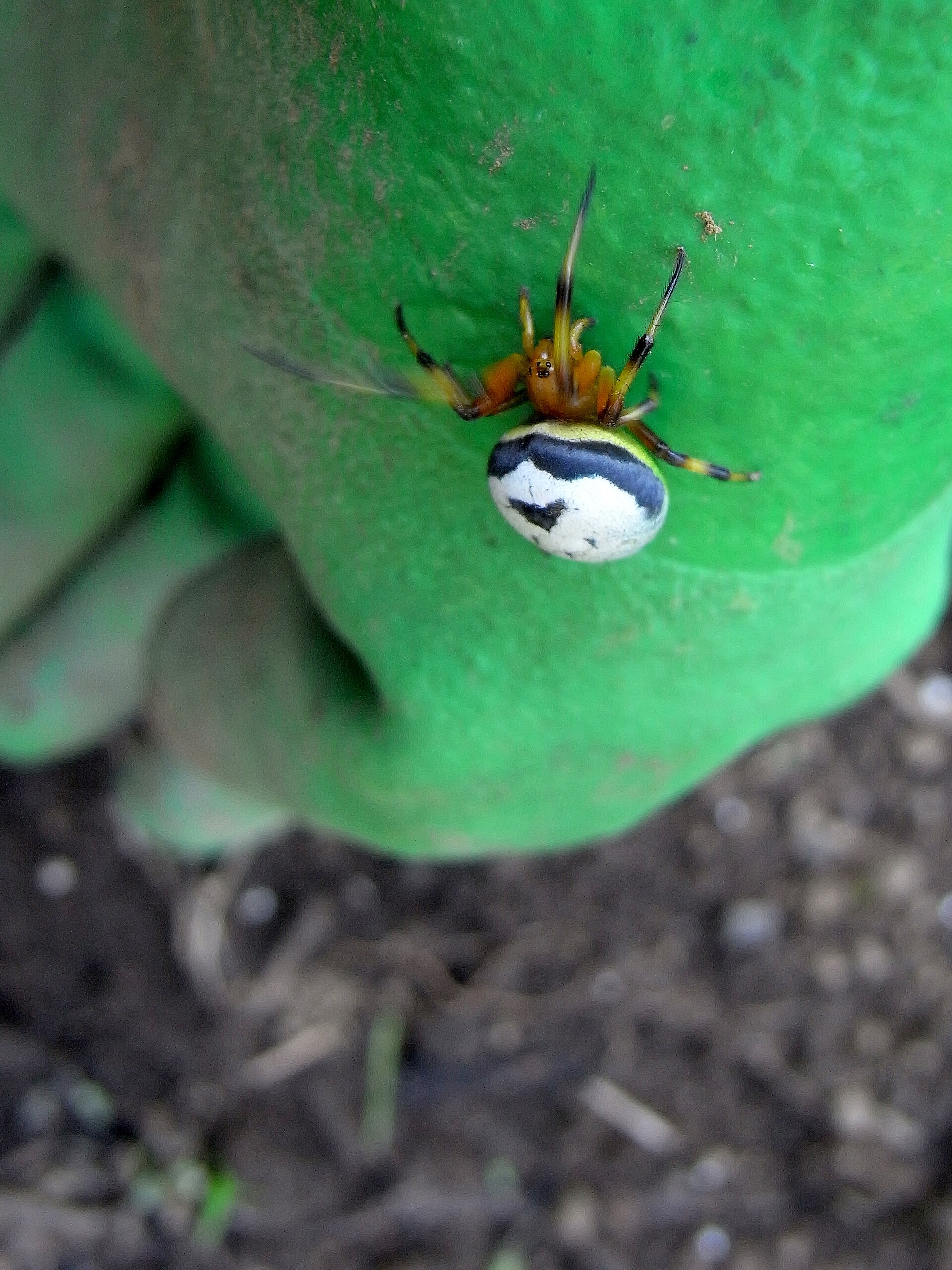 Imagem de referência de Araneus mitificus, descrito nos dados abertos como espécie de aracnídeo