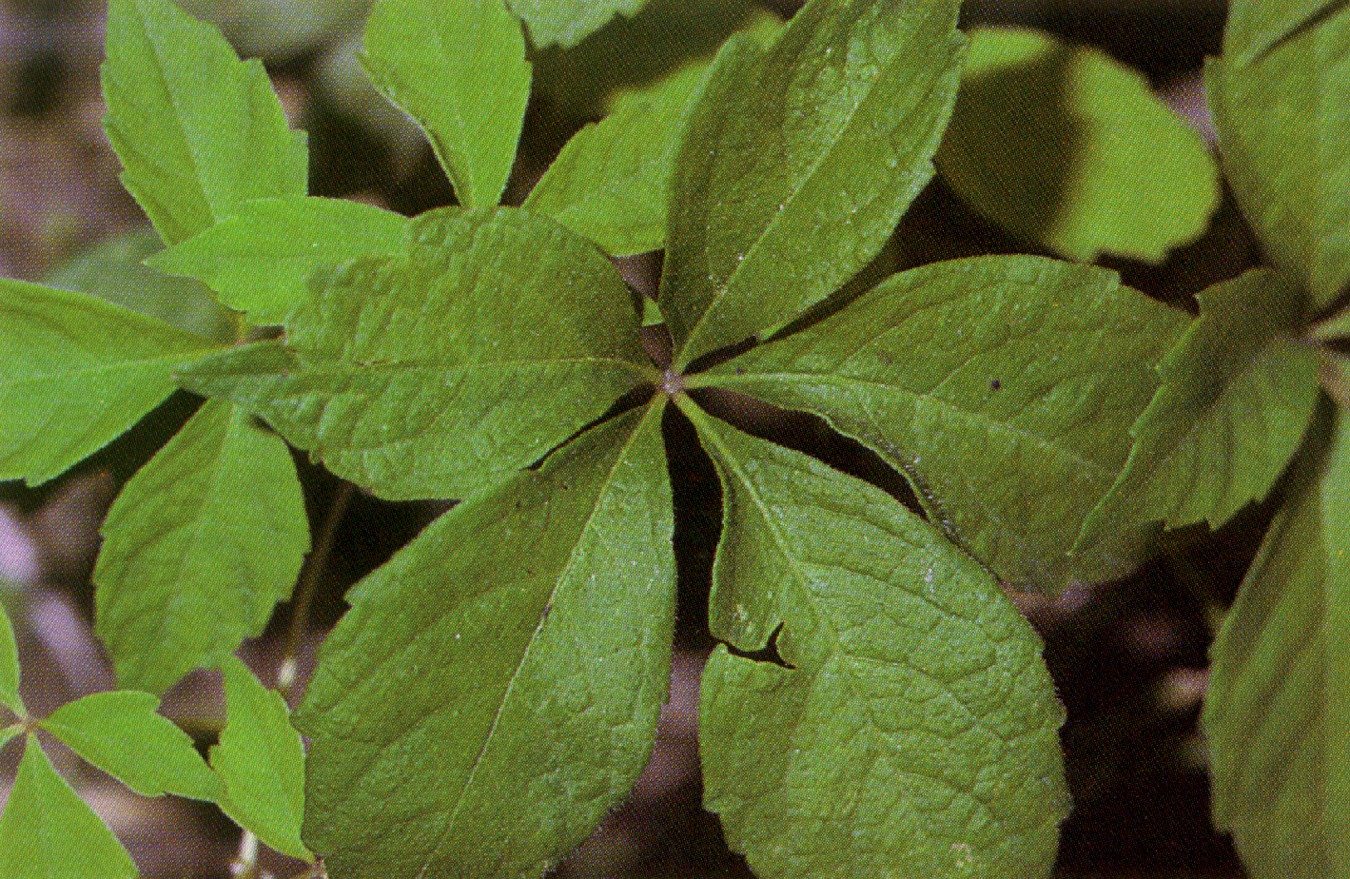 Imagem de referência relacionada a Vitaceae, item descrito como registro de referência sobre Vitaceae, organizado a partir de dados estruturados abertos