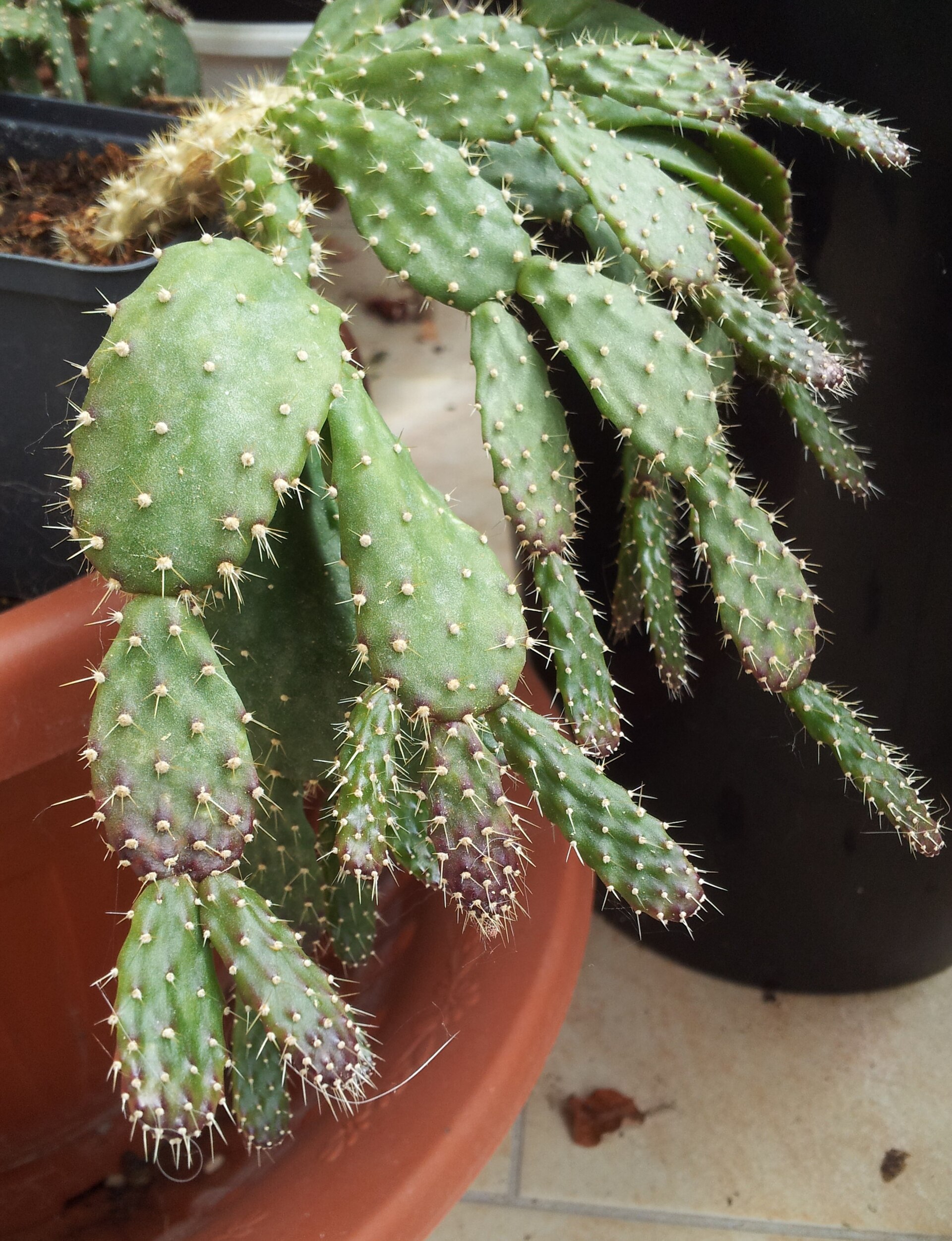 Imagem de referência relacionada a Schlumbergera opuntioides, item descrito como espécie de planta