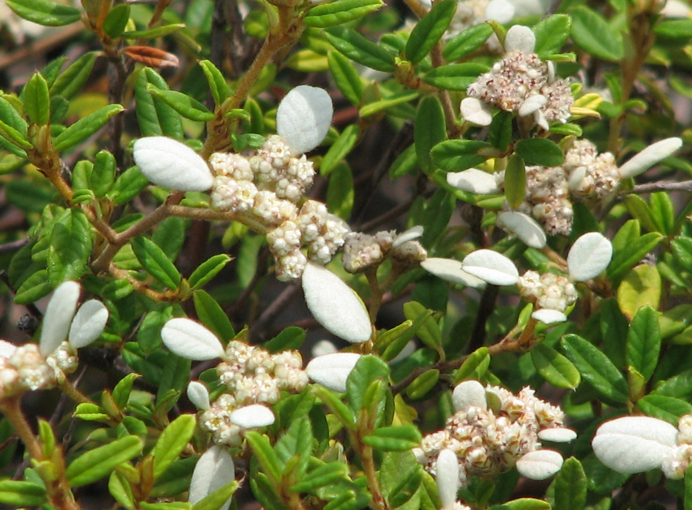 Imagem de referência relacionada a Spyridium, item descrito como género de plantas