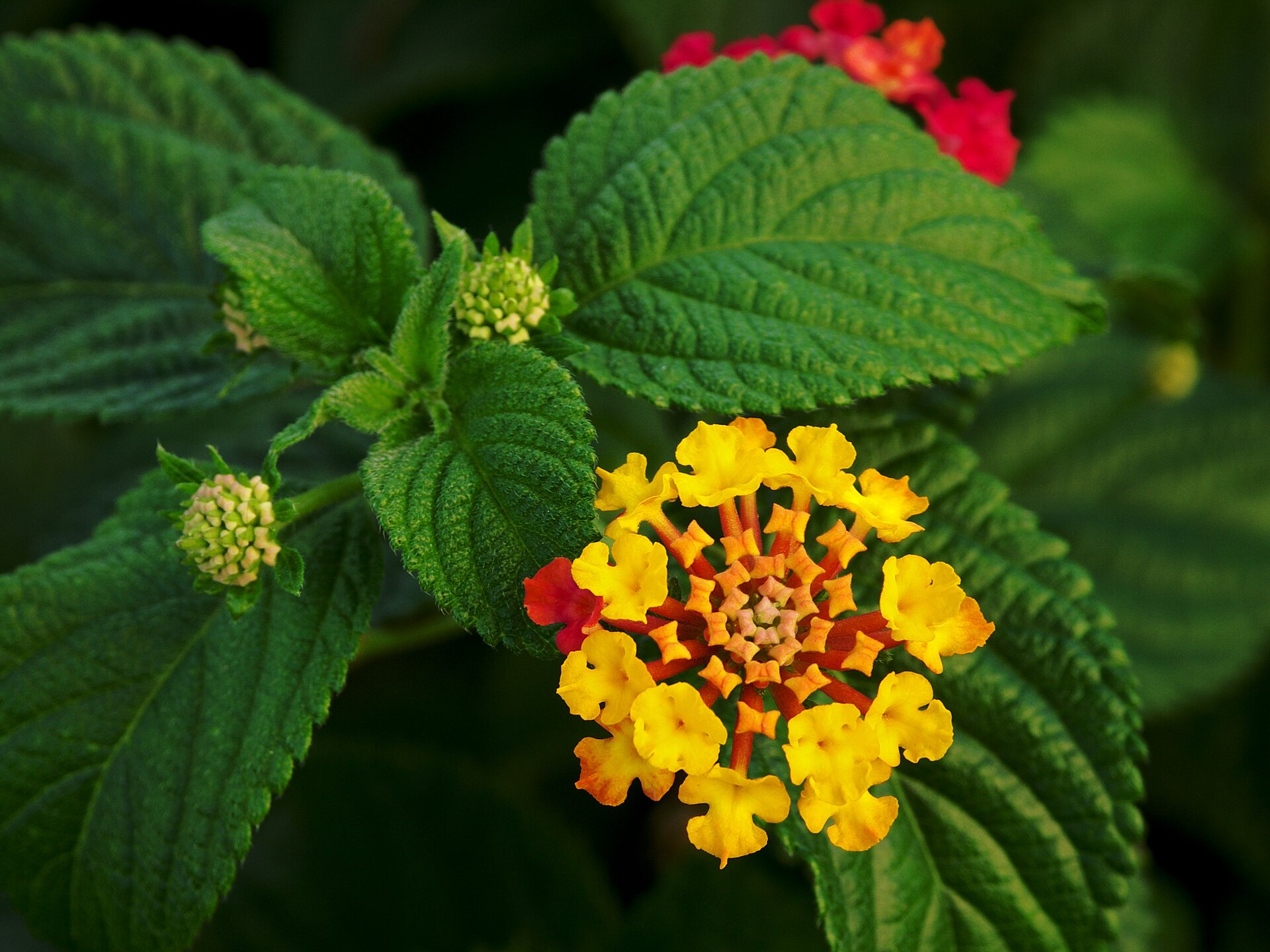Imagem de referência de Lantana, descrito nos dados abertos como género de plantas