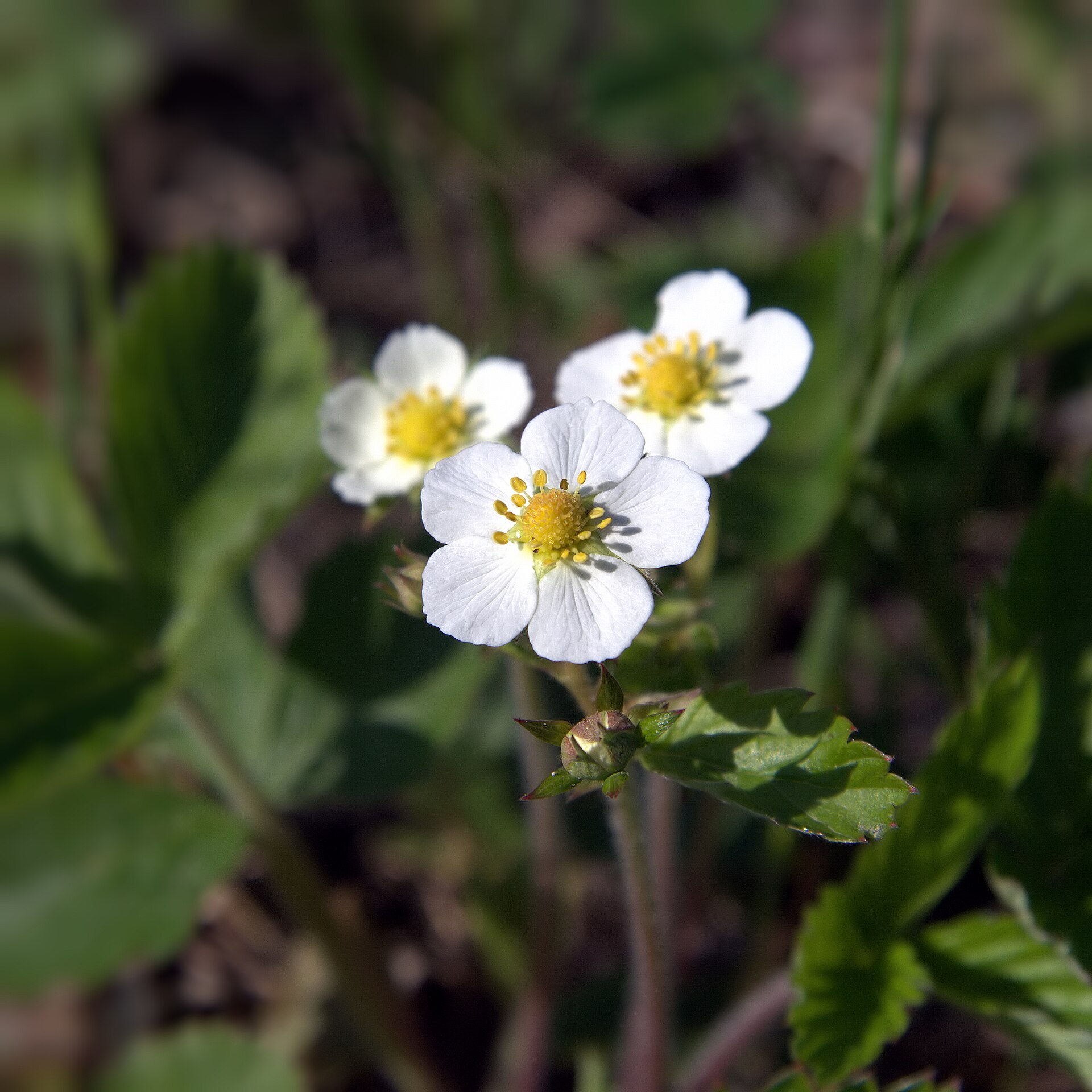 Imagem de referência relacionada a Fragaria, item descrito como género de plantas