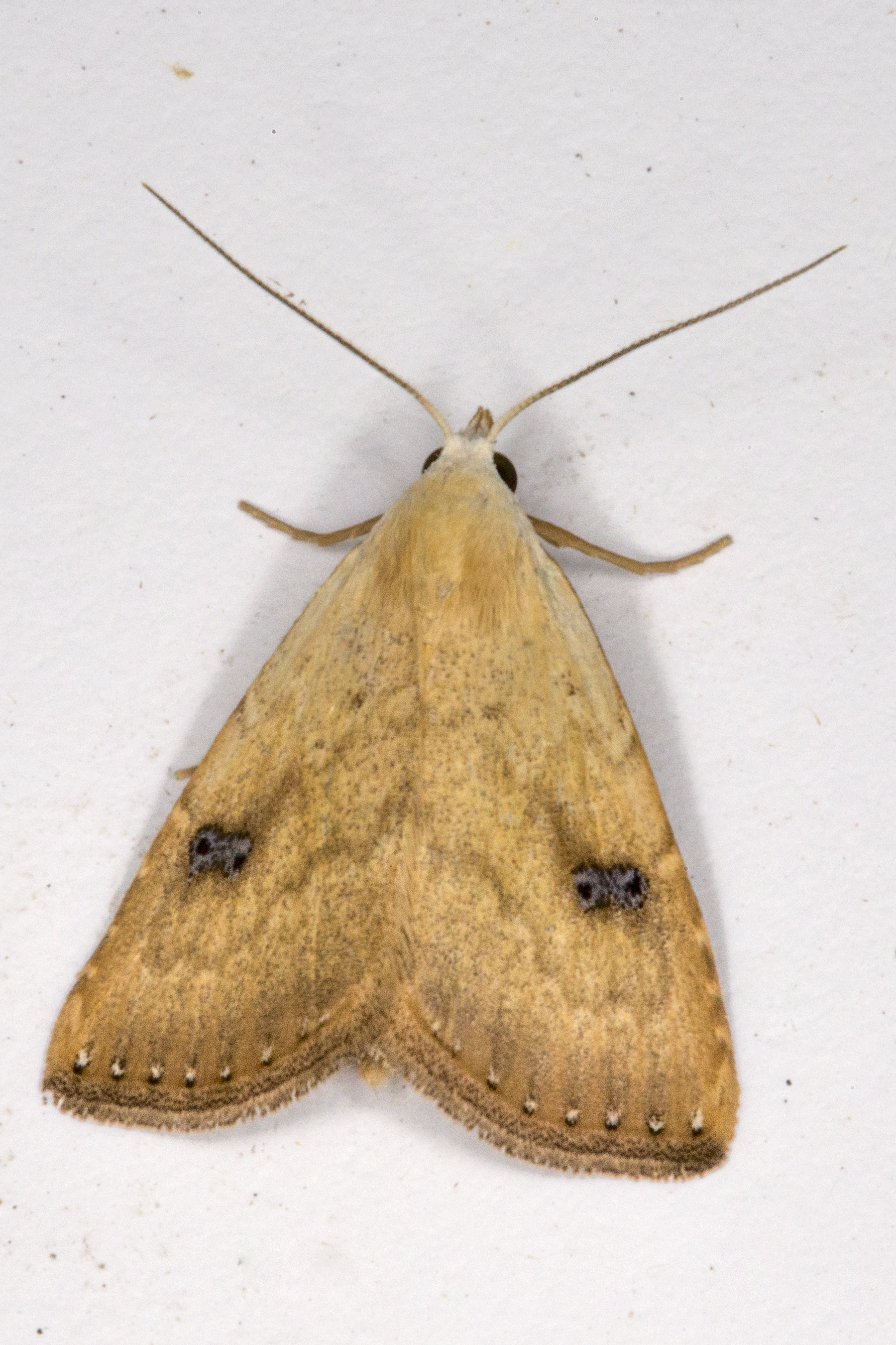 Imagem de referência de Rivula sericealis, descrito nos dados abertos como espécie de inseto
