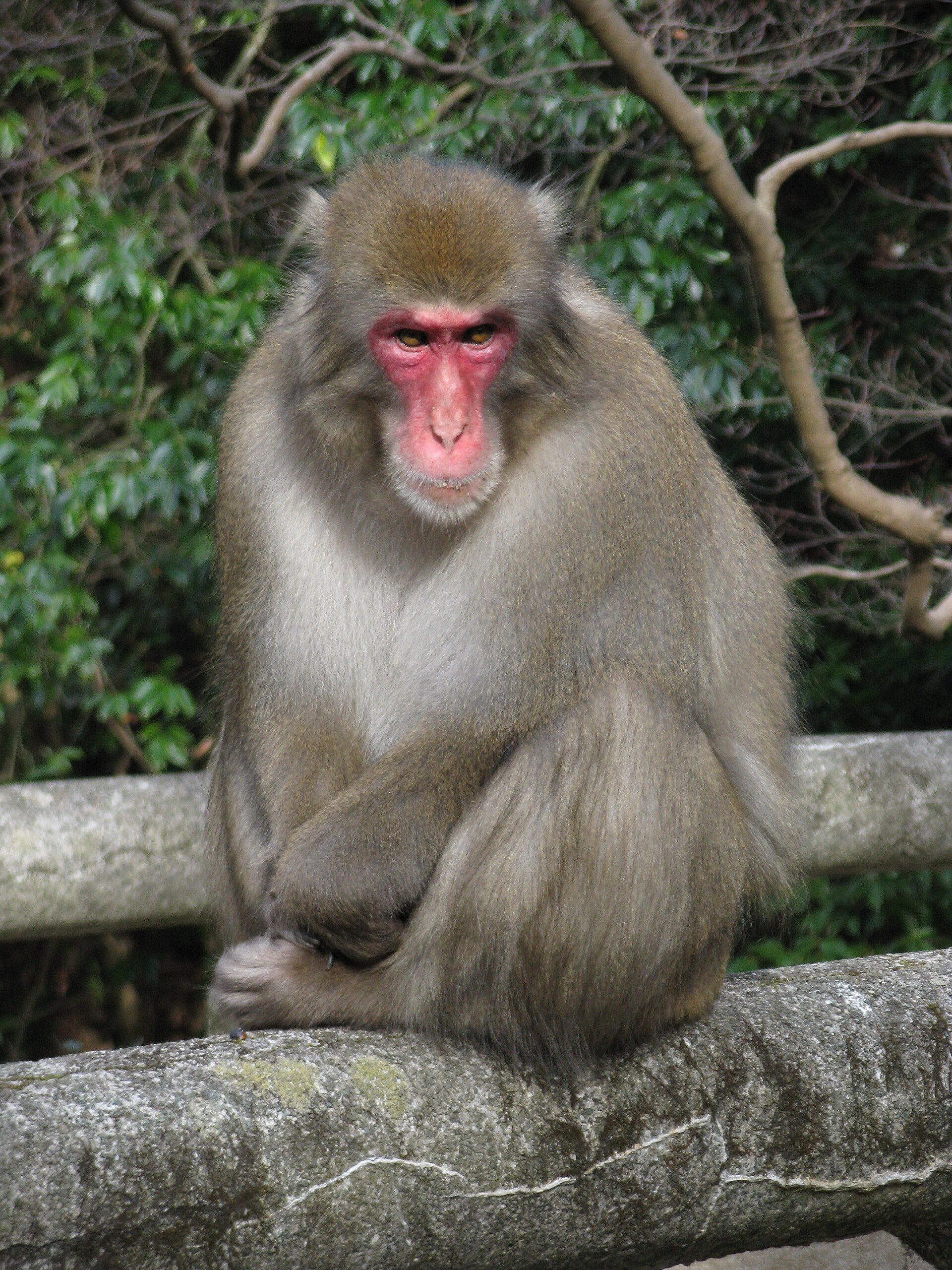 Imagem de referência de Macaco-japonês, descrito nos dados abertos como espécie de primata