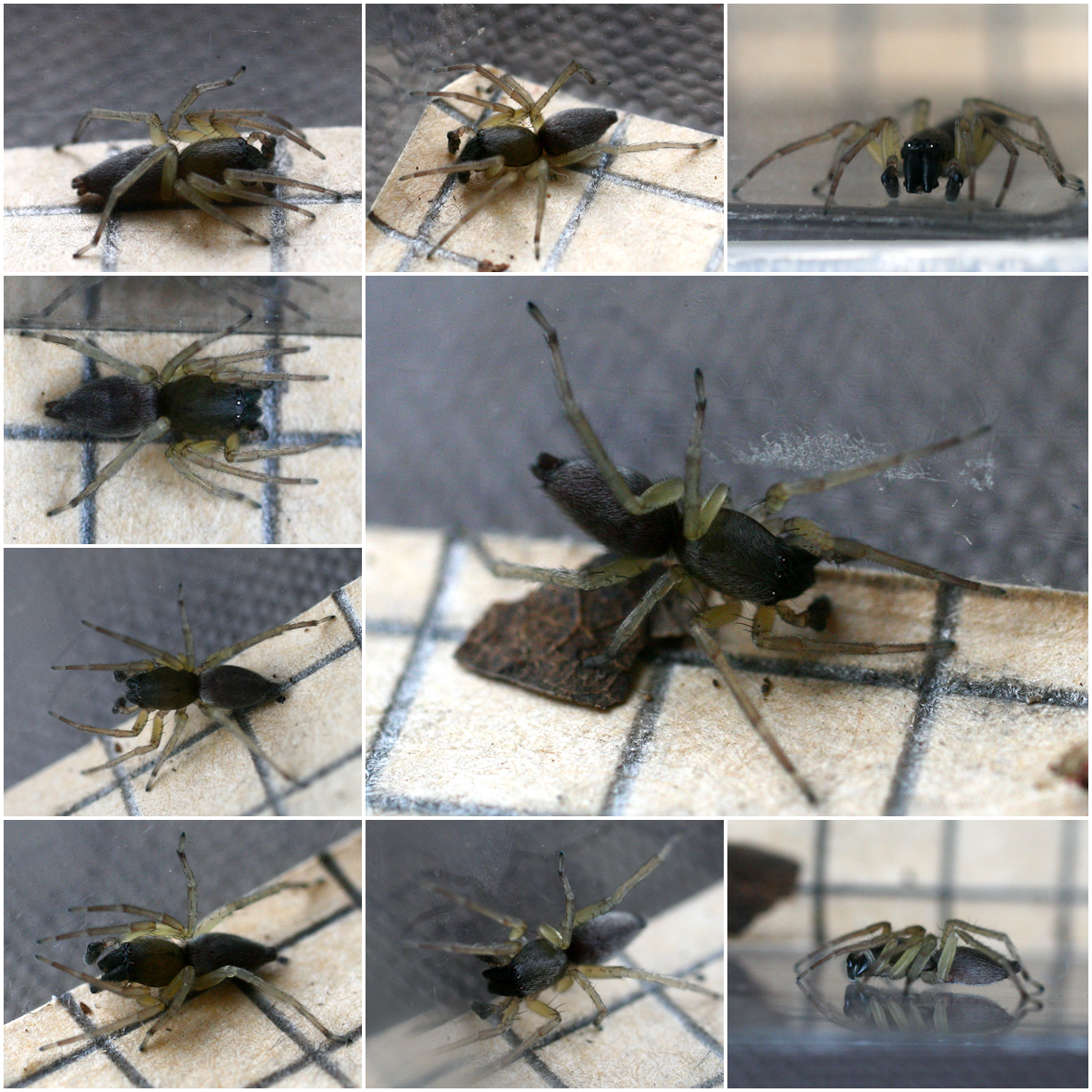 Imagem de referência de Clubiona brevipes, descrito nos dados abertos como espécie de aracnídeo