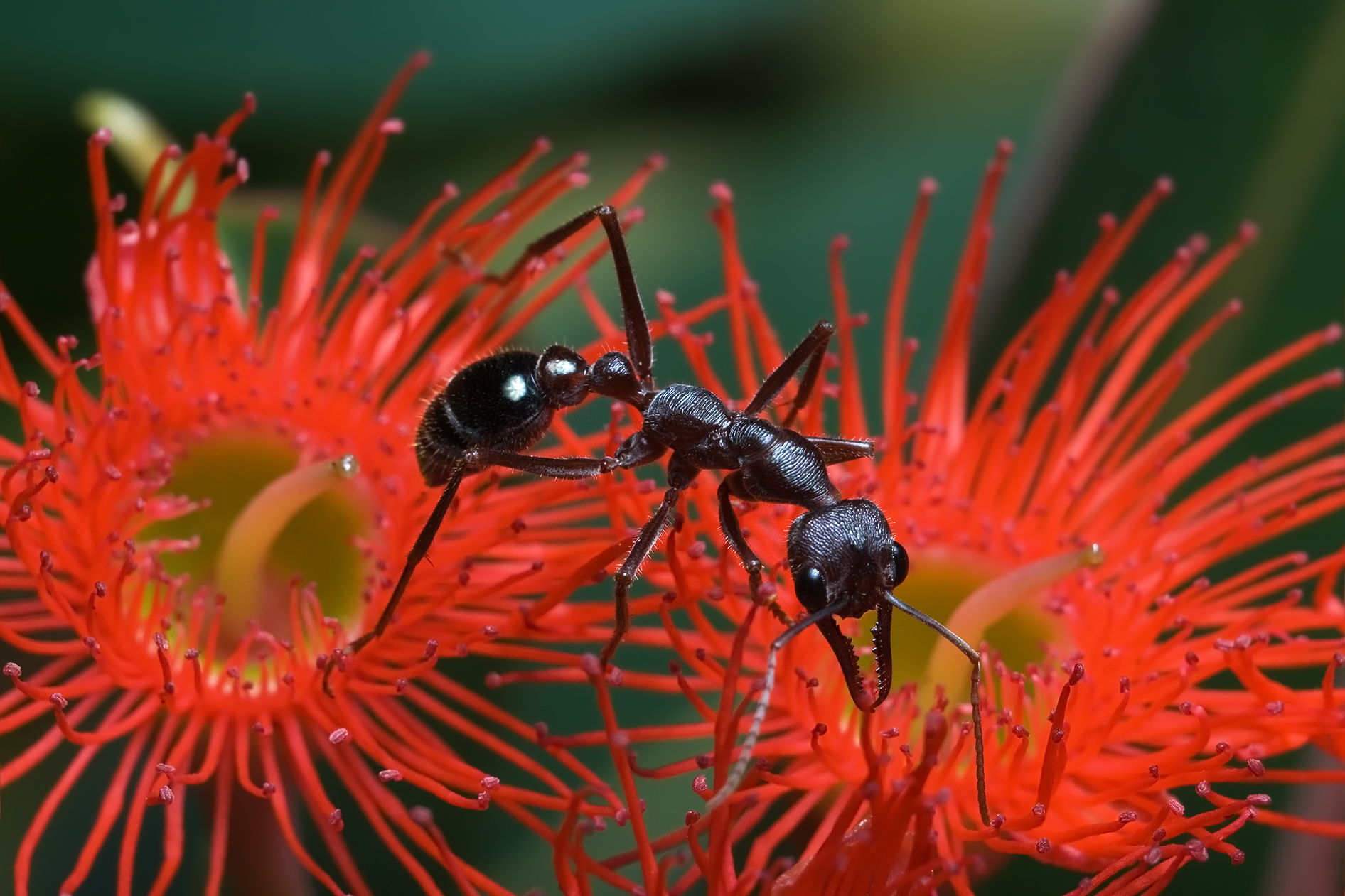 Imagem de referência relacionada a Myrmecia, item descrito como género de insetos
