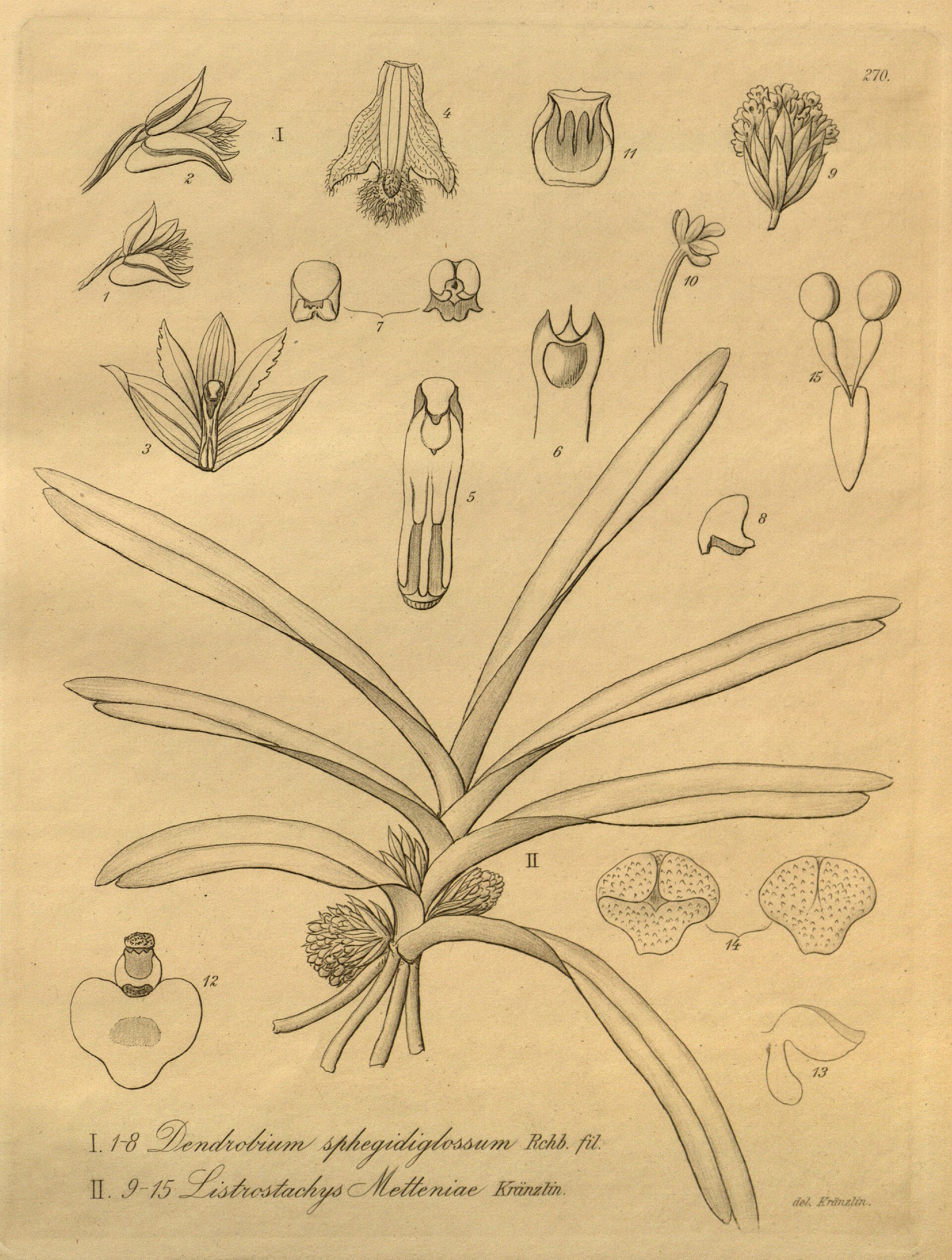 Imagem de referência relacionada a Ancistrorhynchus, item descrito como género de plantas