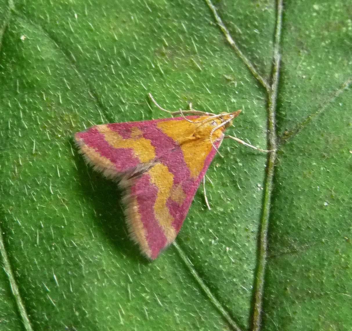 Imagem de referência relacionada a Pyrausta sanguinalis, item descrito como espécie de inseto