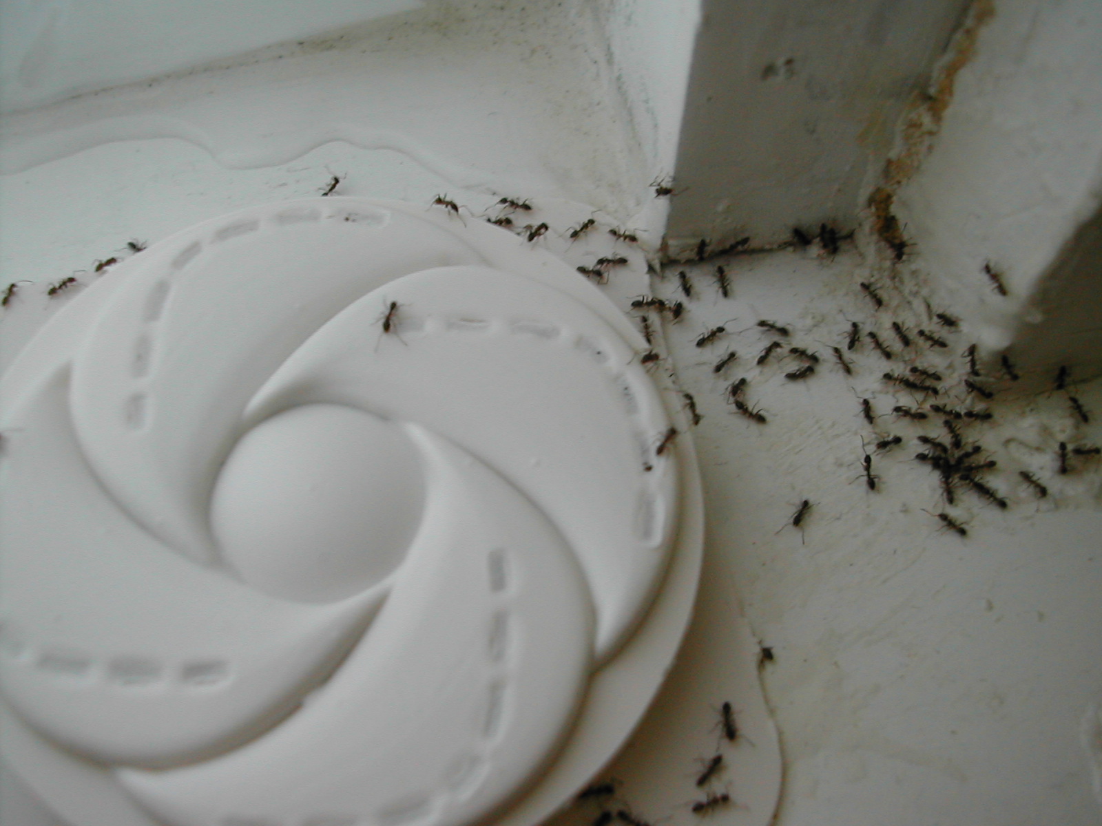 Imagem de referência relacionada a Iridomyrmex, item descrito como género de insetos
