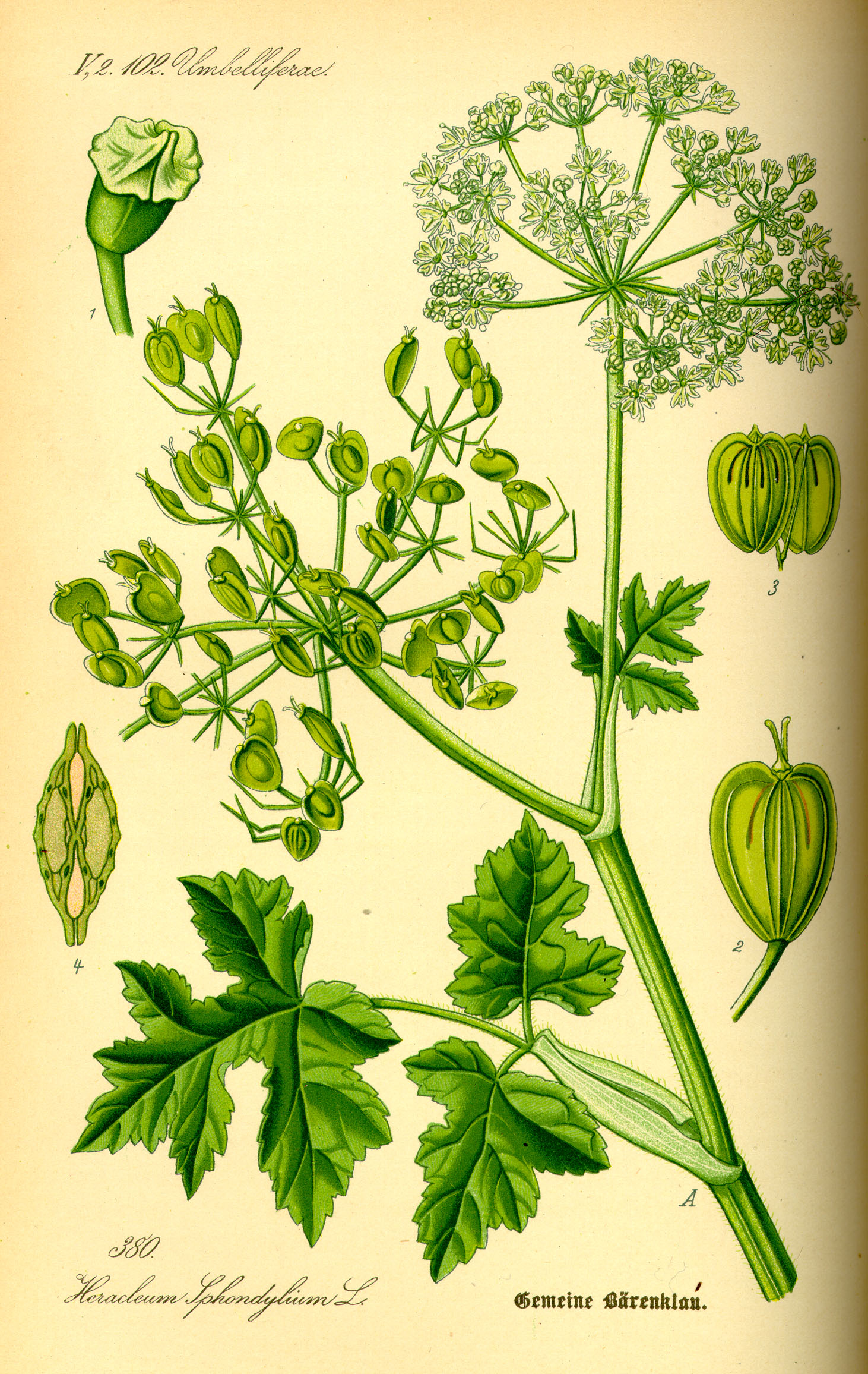 Imagem de referência de Heracleum, descrito nos dados abertos como género de plantas