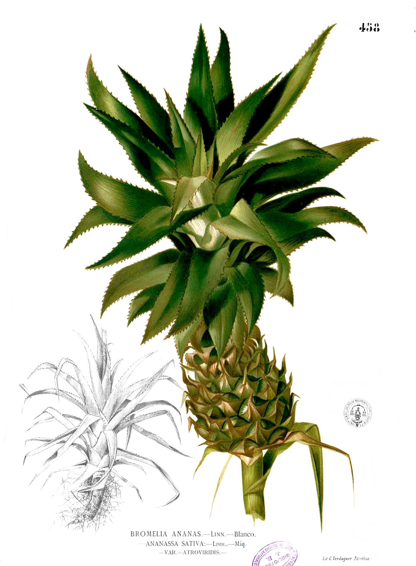 Imagem de referência de Ananas, descrito nos dados abertos como género de plantas