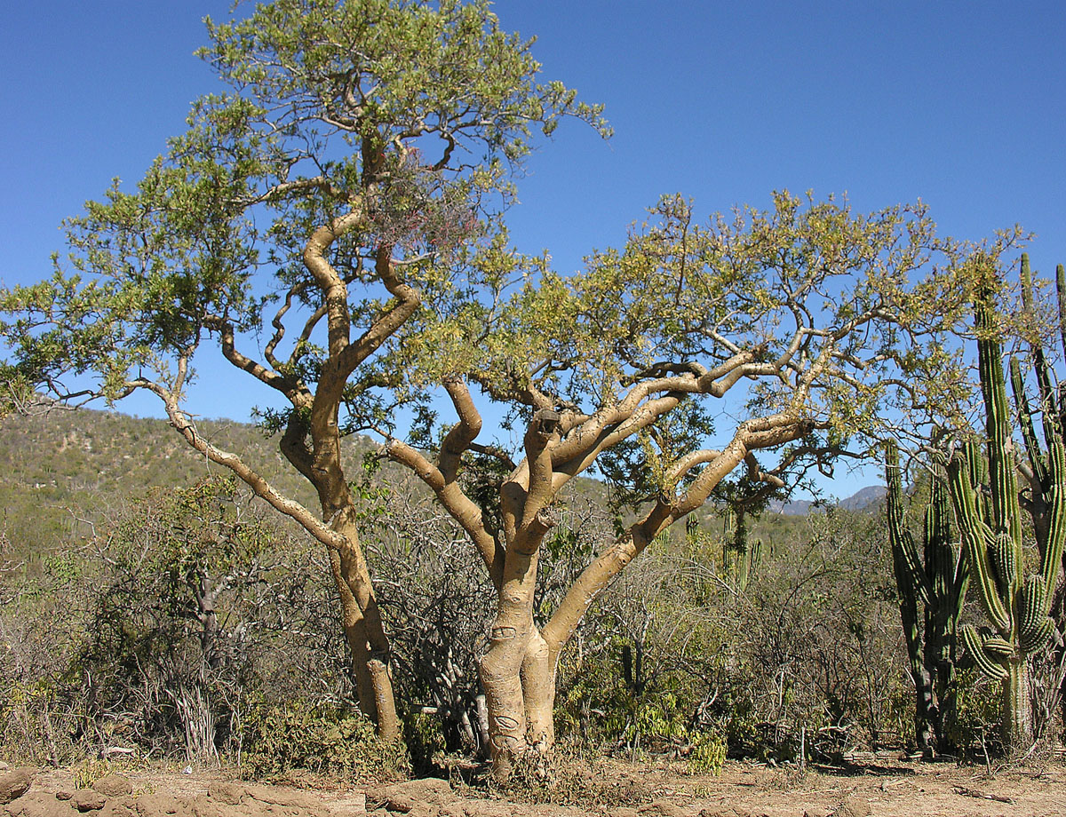 Imagem de referência de Bursera, descrito nos dados abertos como género de plantas