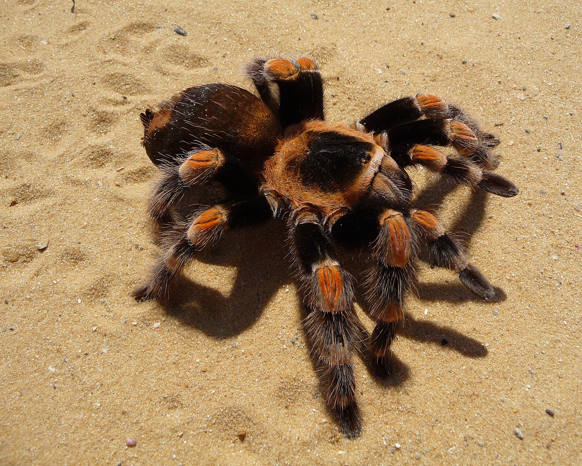 Imagem de referência relacionada a Brachypelma, item descrito como registro de referência sobre Brachypelma, organizado a partir de dados estruturados abertos