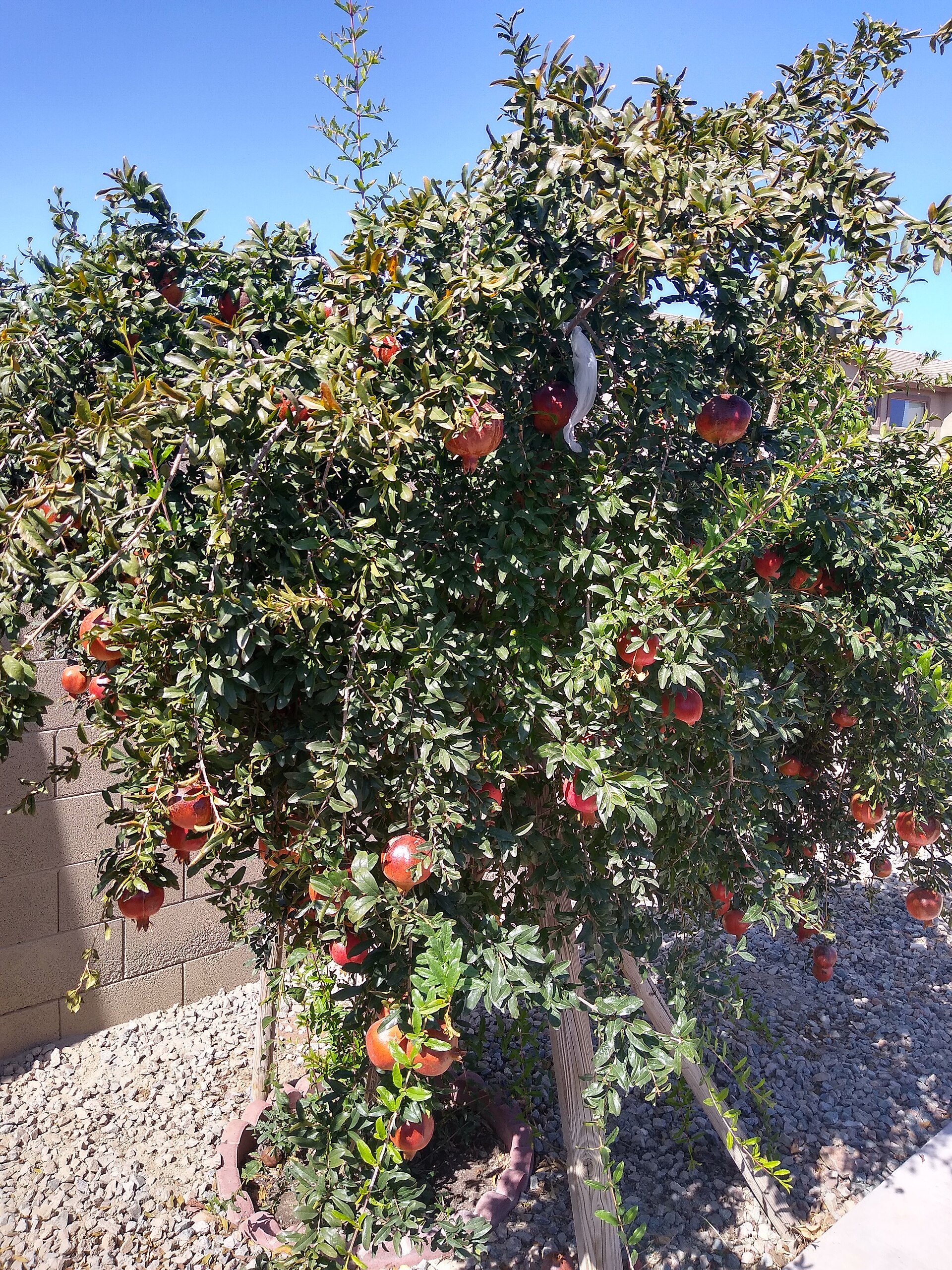 Imagem de referência de Lythraceae, descrito nos dados abertos como família de plantas