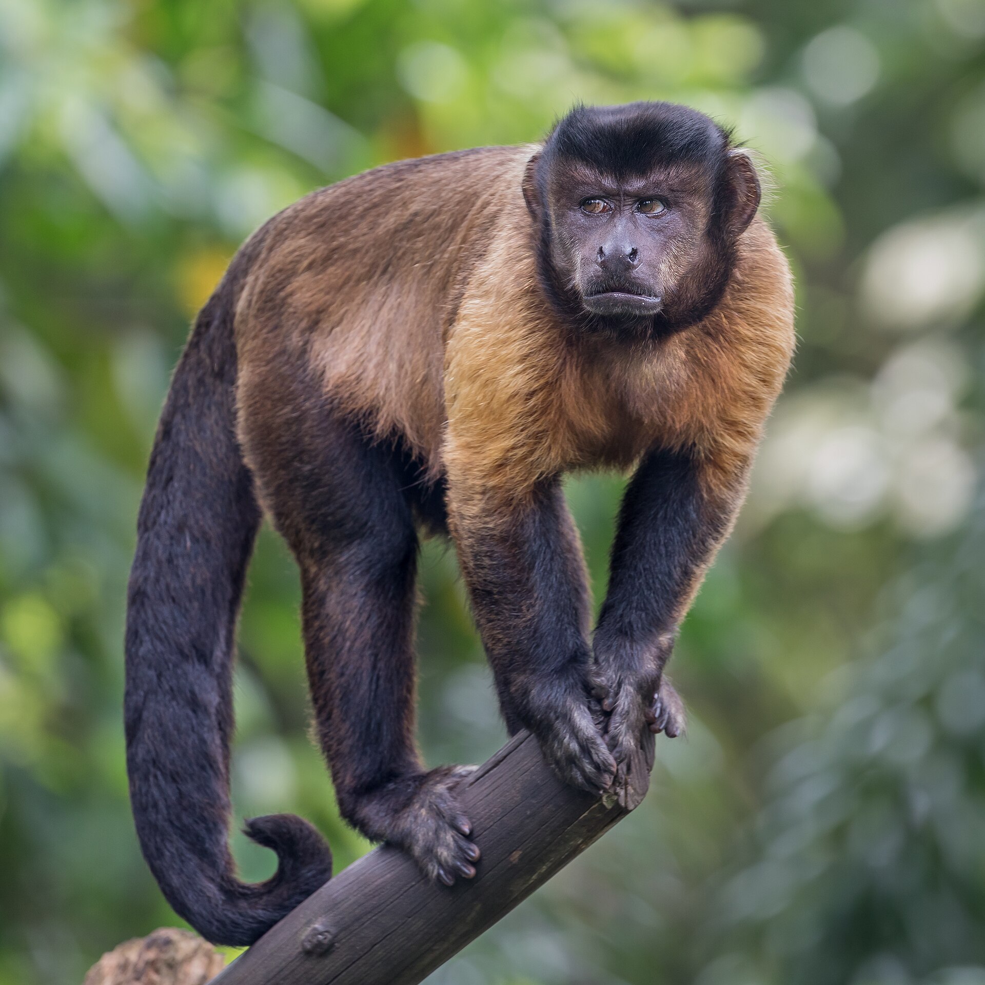 Imagem de referência de macaco-prego, descrito nos dados abertos como espécie de mamífero