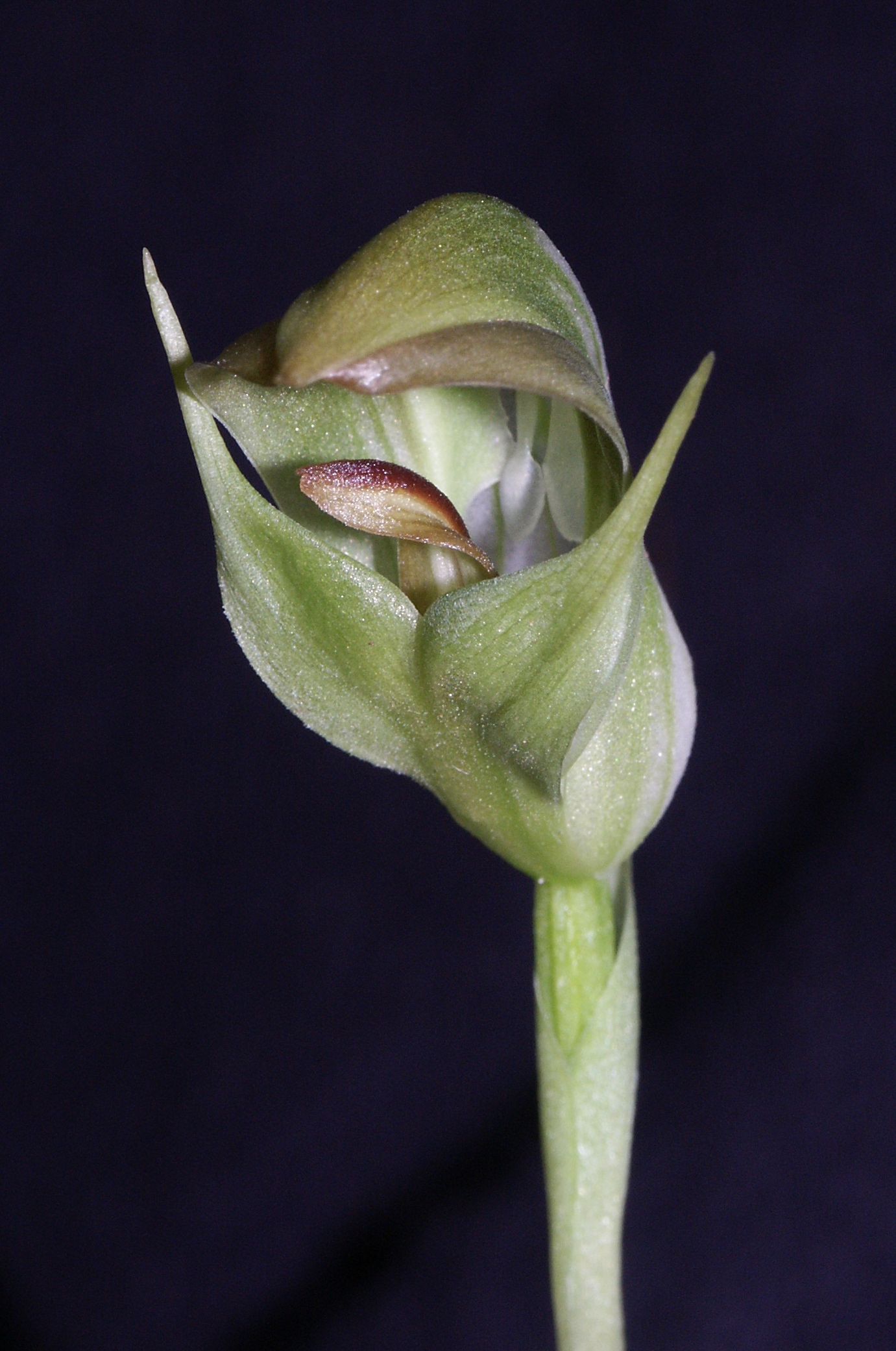 Imagem de referência relacionada a Pterostylis, item descrito como género de plantas