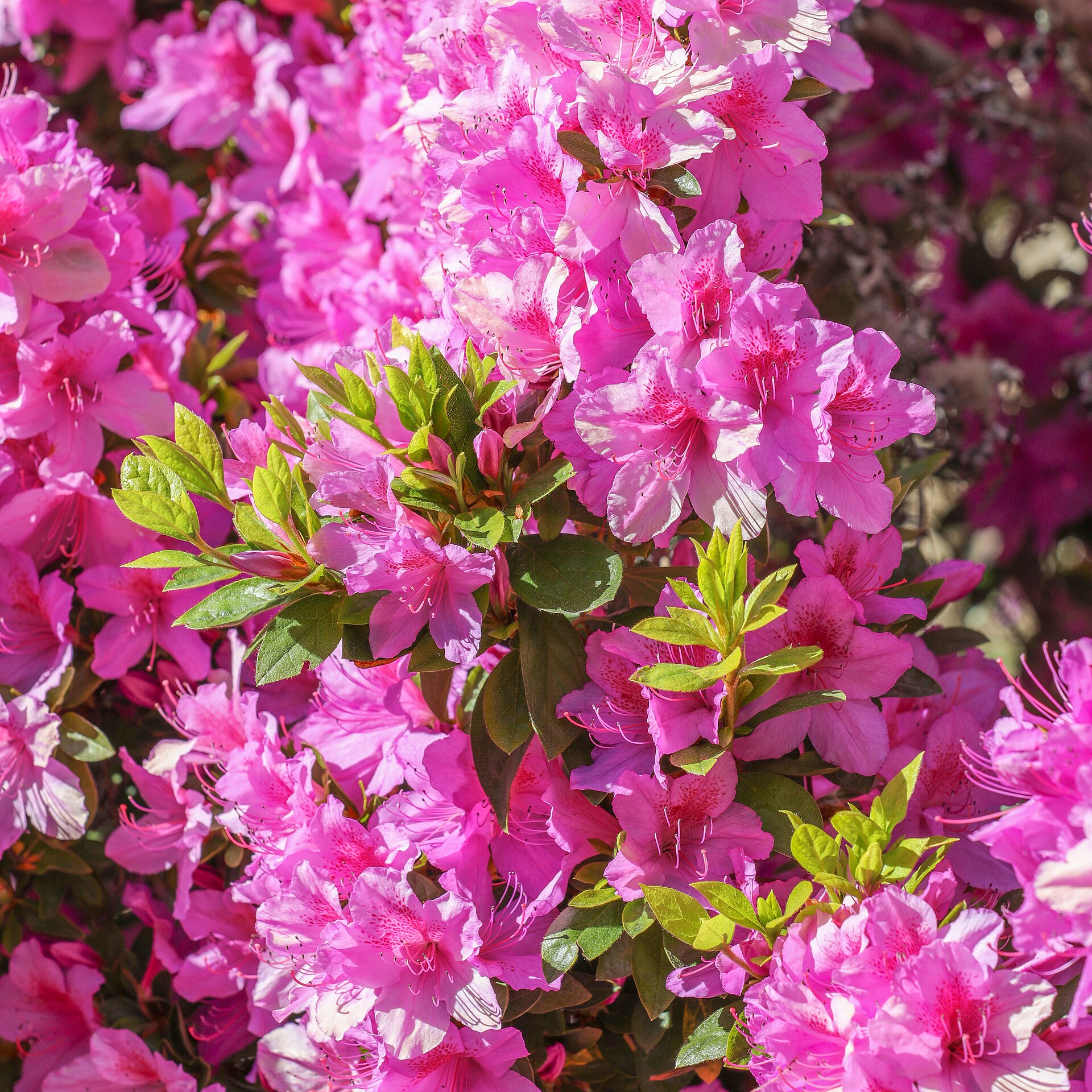Imagem de referência de Rododendro, descrito nos dados abertos como género de plantas