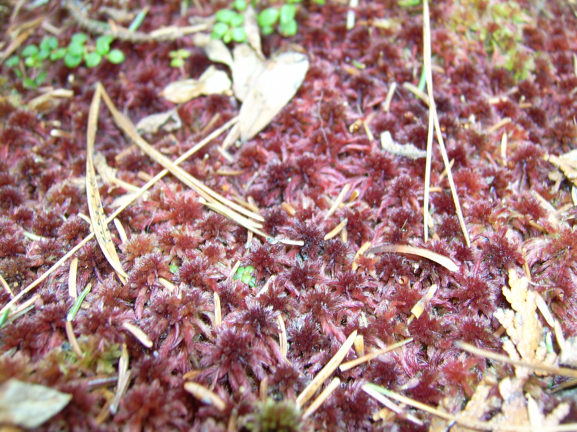 Imagem de referência relacionada a Sphagnum capillifolium, item descrito como registro de referência sobre Sphagnum capillifolium, organizado a partir de dados estruturados abertos