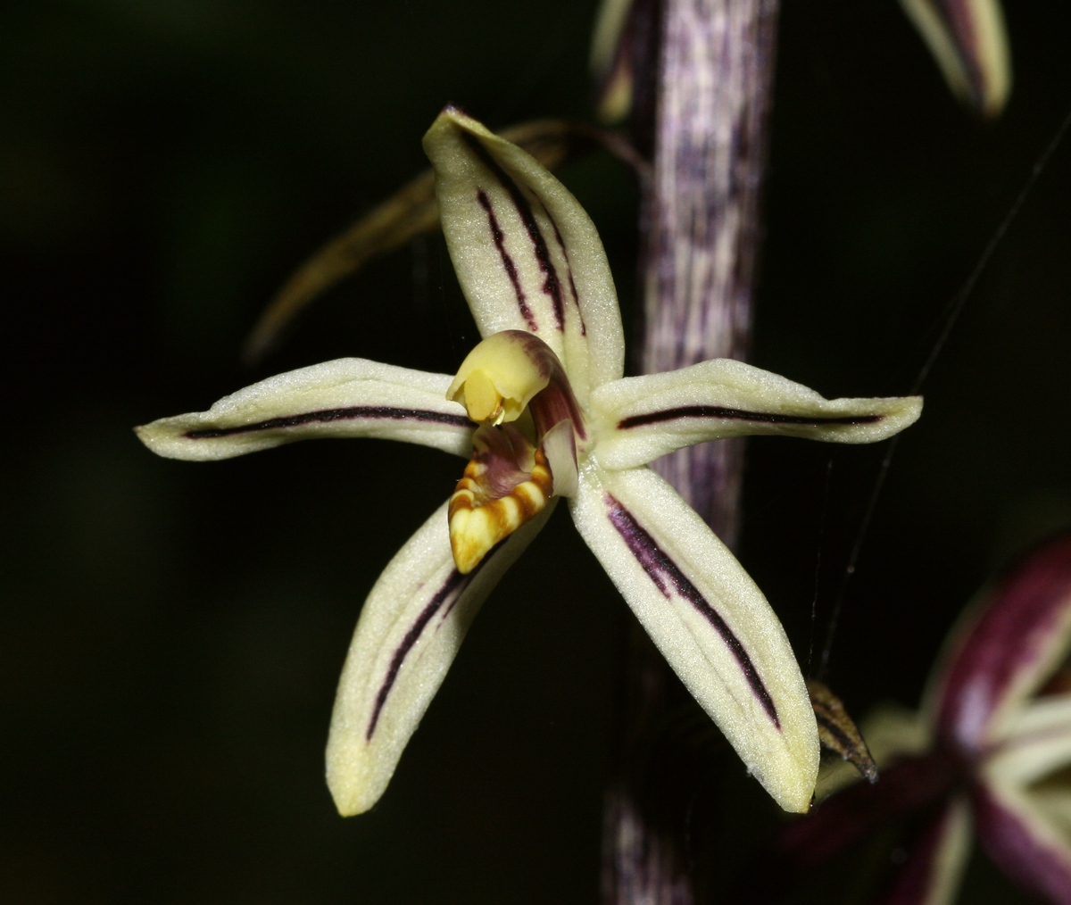 Imagem de referência de Aphyllorchis, descrito nos dados abertos como género de plantas