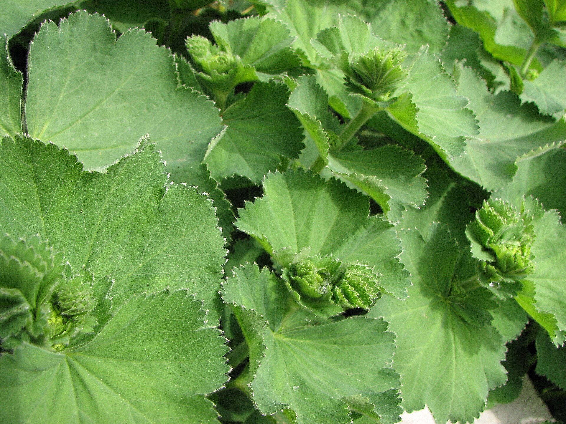 Imagem de referência de Alchemilla, descrito nos dados abertos como género de plantas